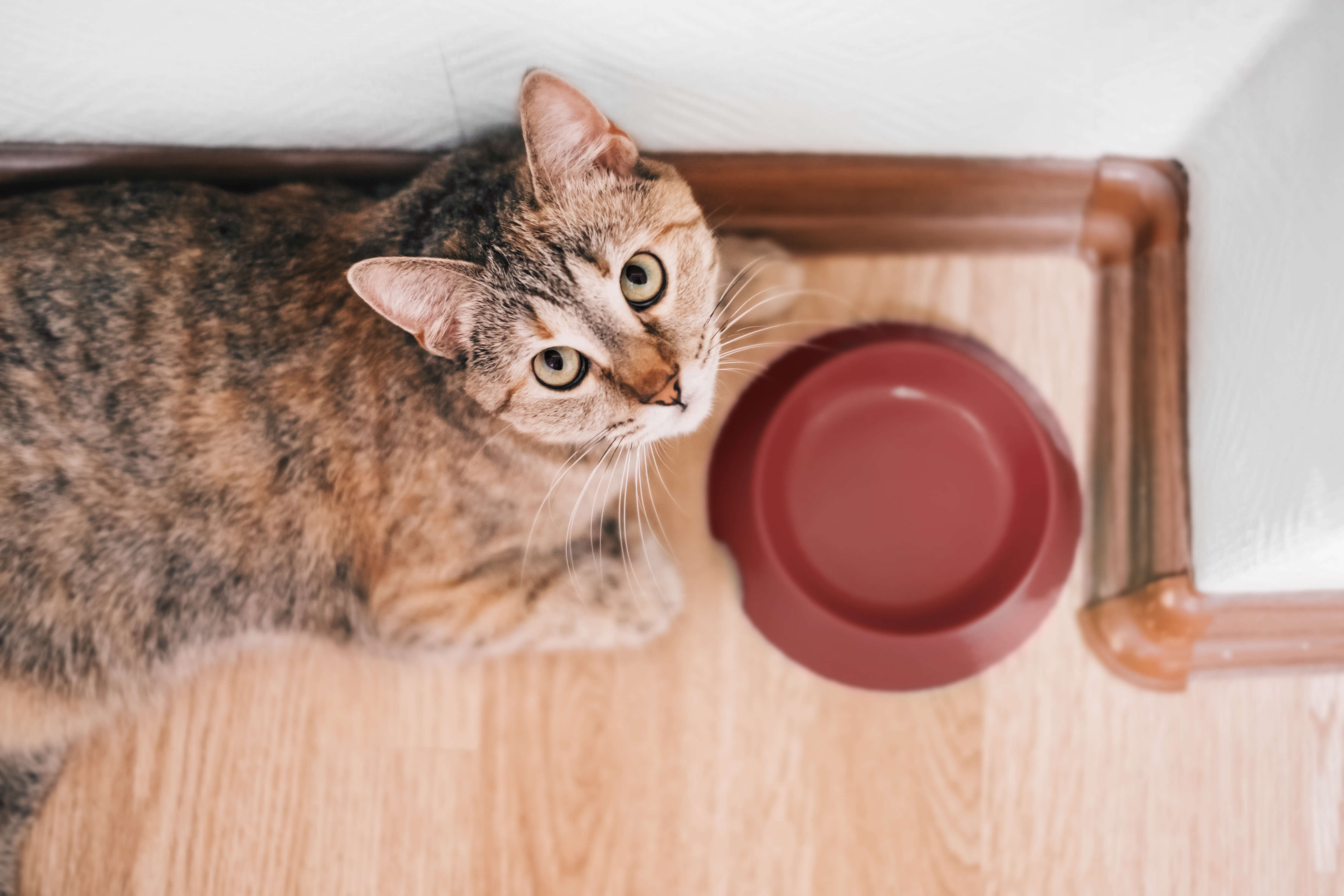 Katze sitzt hungrig vor leerem Napf