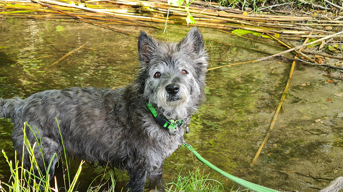 Dog Jette with kidney disease