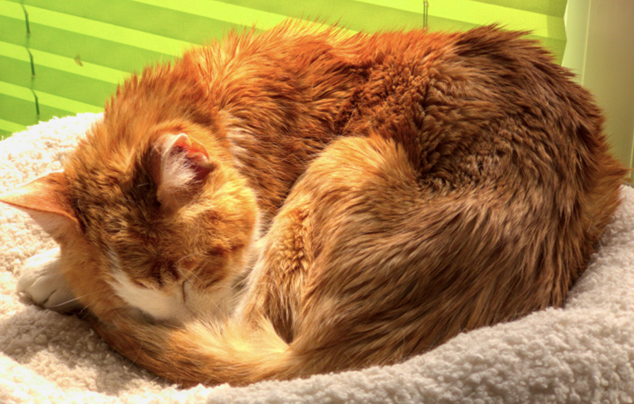 Cat Findus with kidney disease