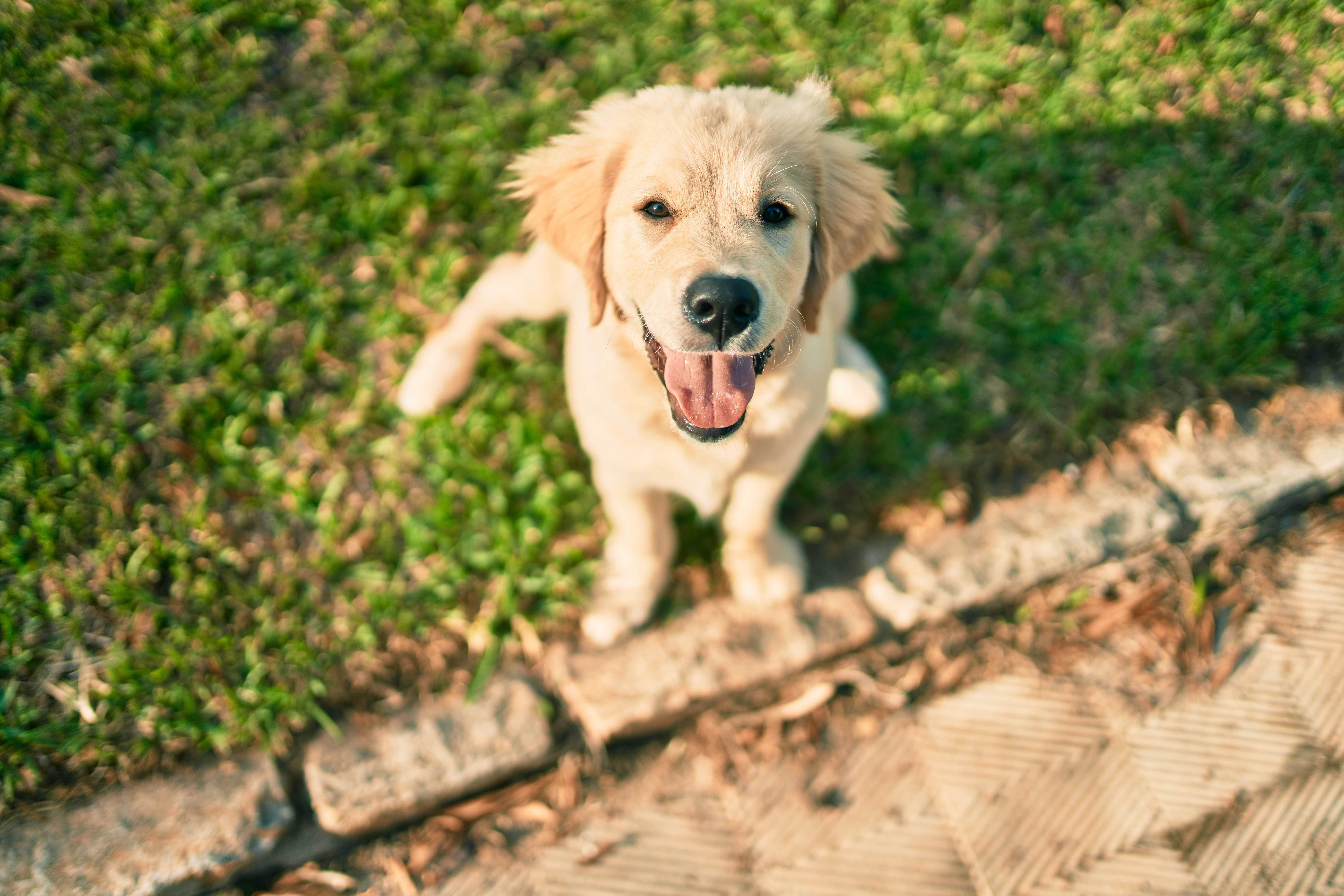 Happy dog waiting for duck necks treats