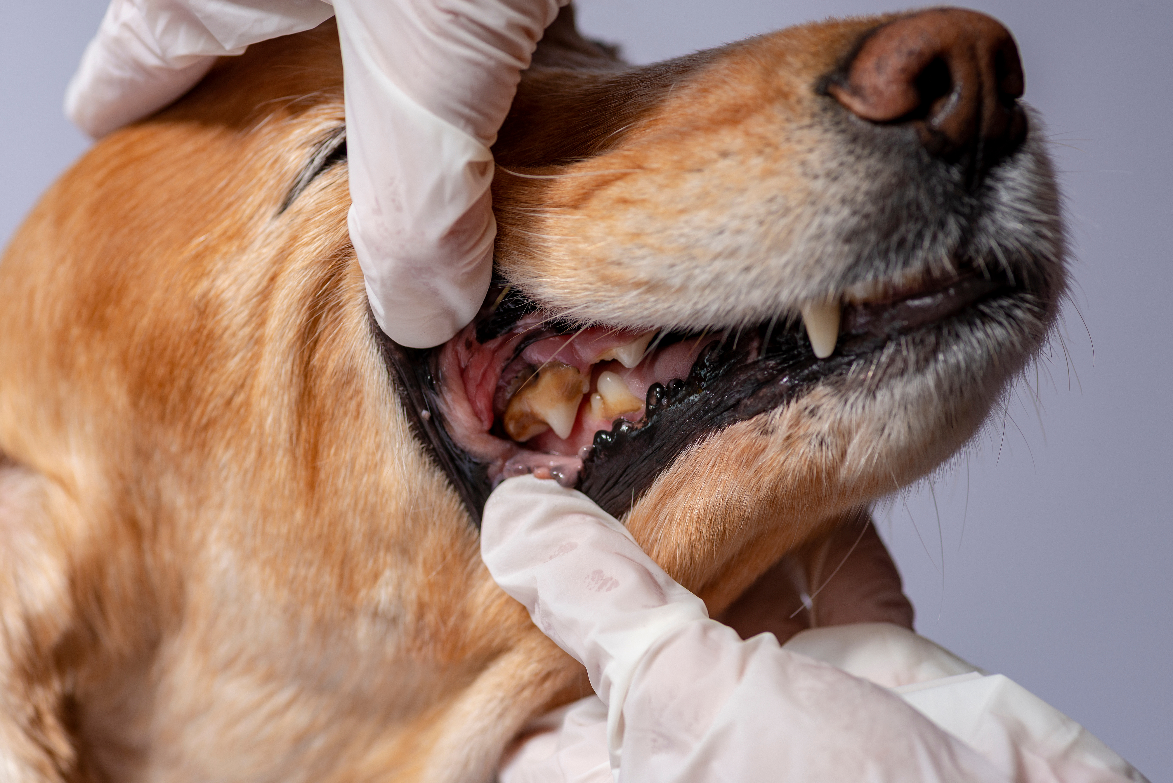 Hund ist beim Tierarzt und das Gebiss wird auf Zahnstein untersucht