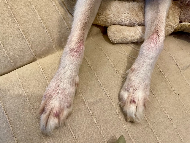 Jonny with severe itching on his legs