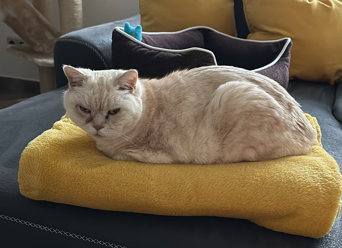 Baron cat with CKD
