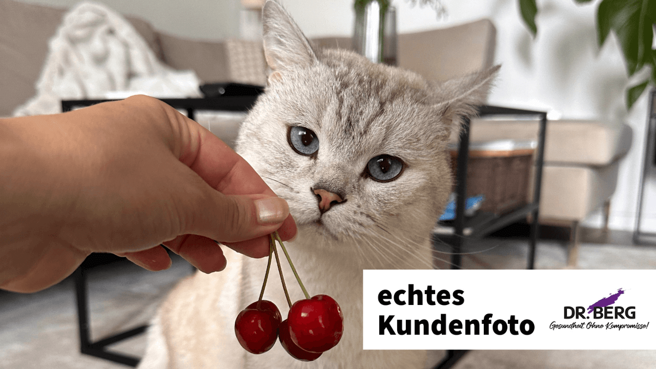 Kater Kobe liebt Felikatessen