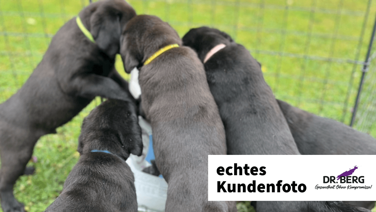 Labrador puppies with Dr. Berg URFLEISCH for puppies