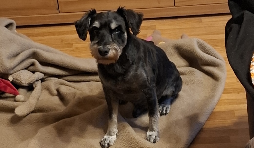 Miniature Schnauzer Luke with kidney problems