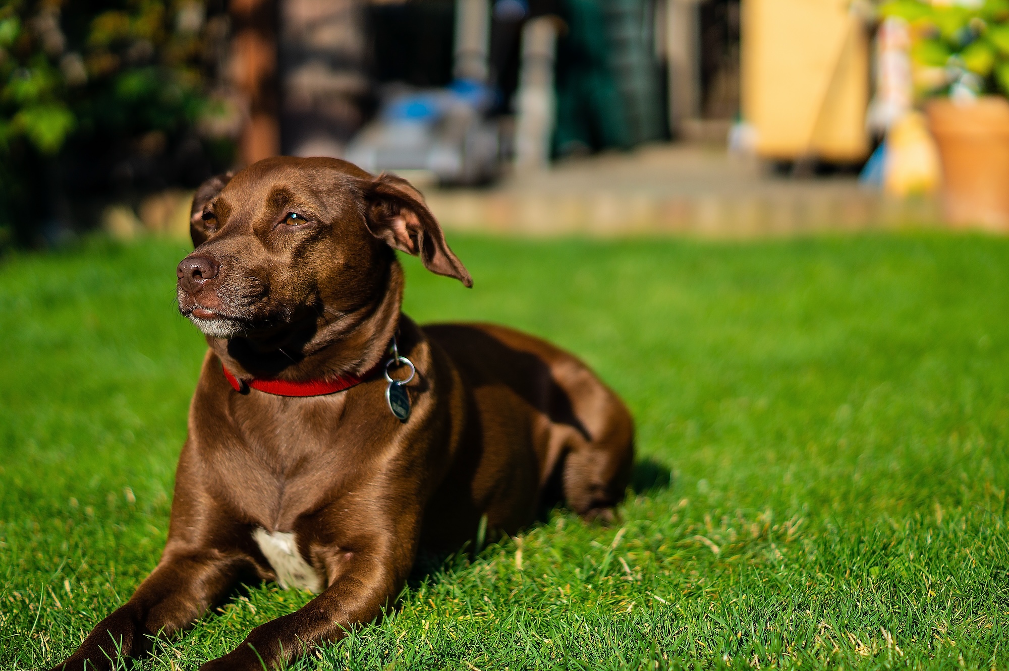 Hund mit glänzendem Fell