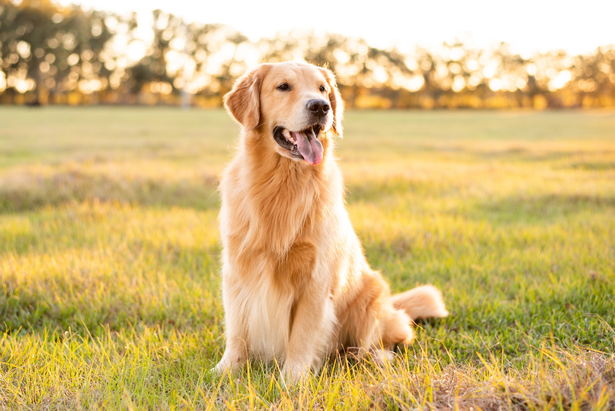 Ein glücklicher Hund in der Natur, dem erfolgreich gegen Futterallergie geholfen werden konnte.