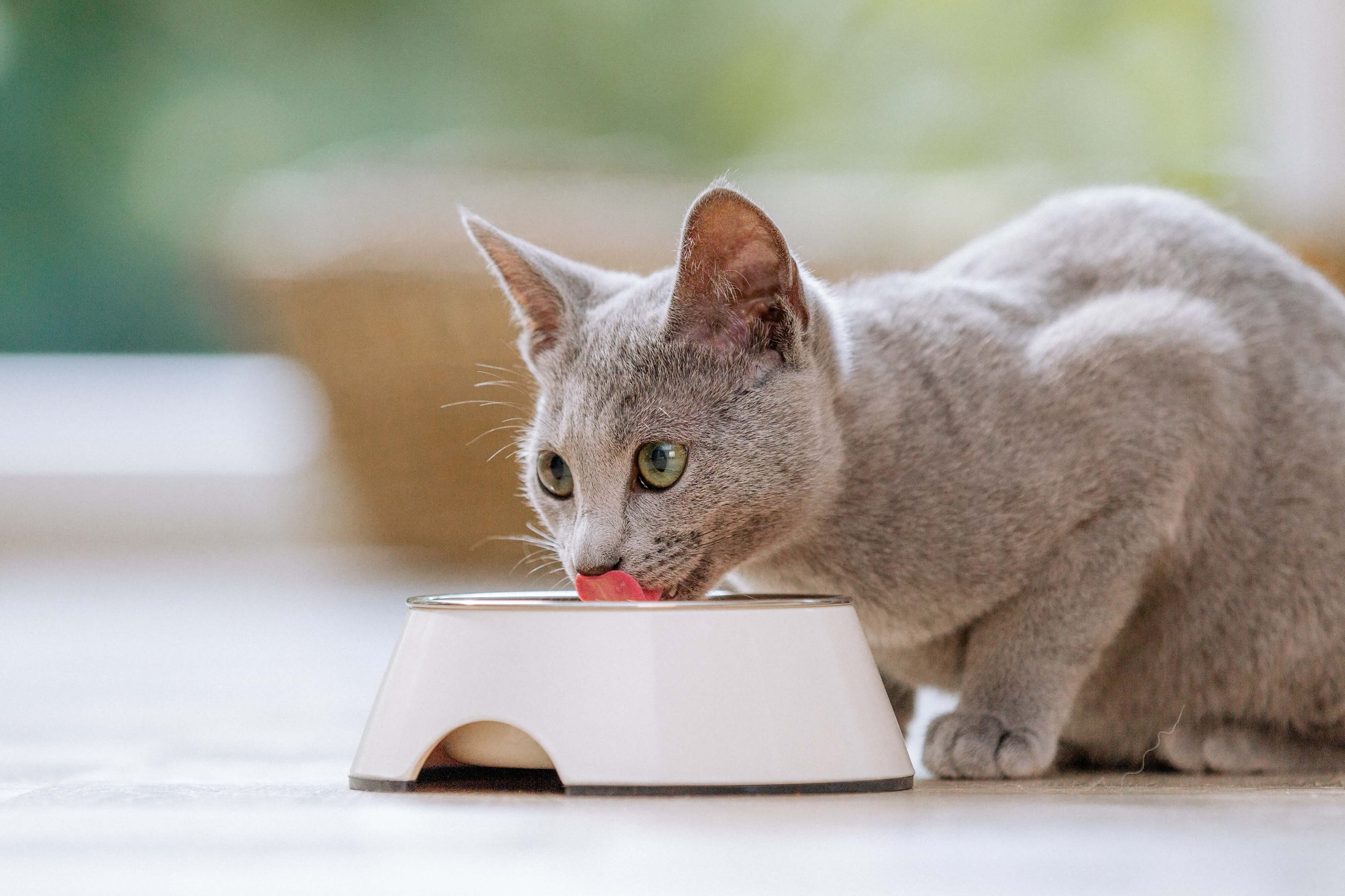a cat eating kidney food