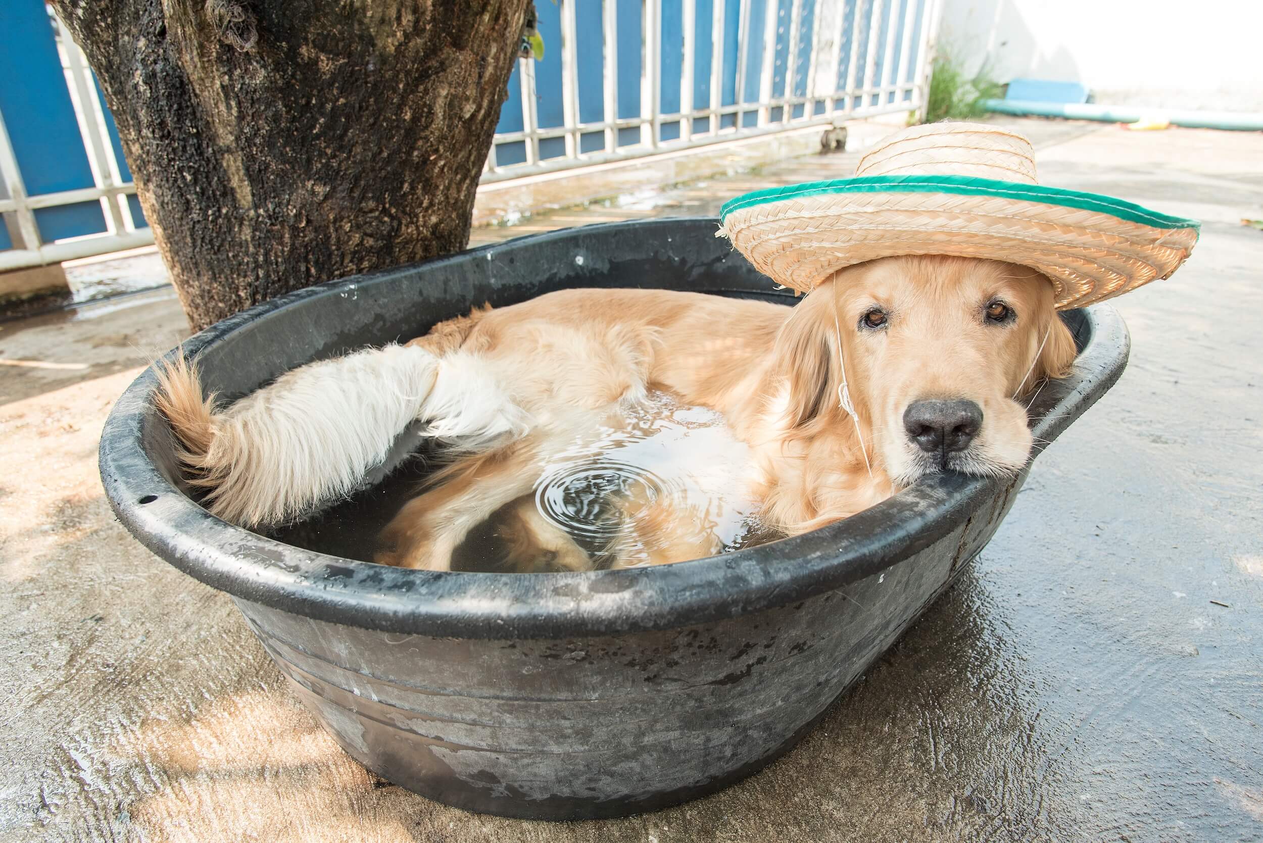 Dog cooling in water