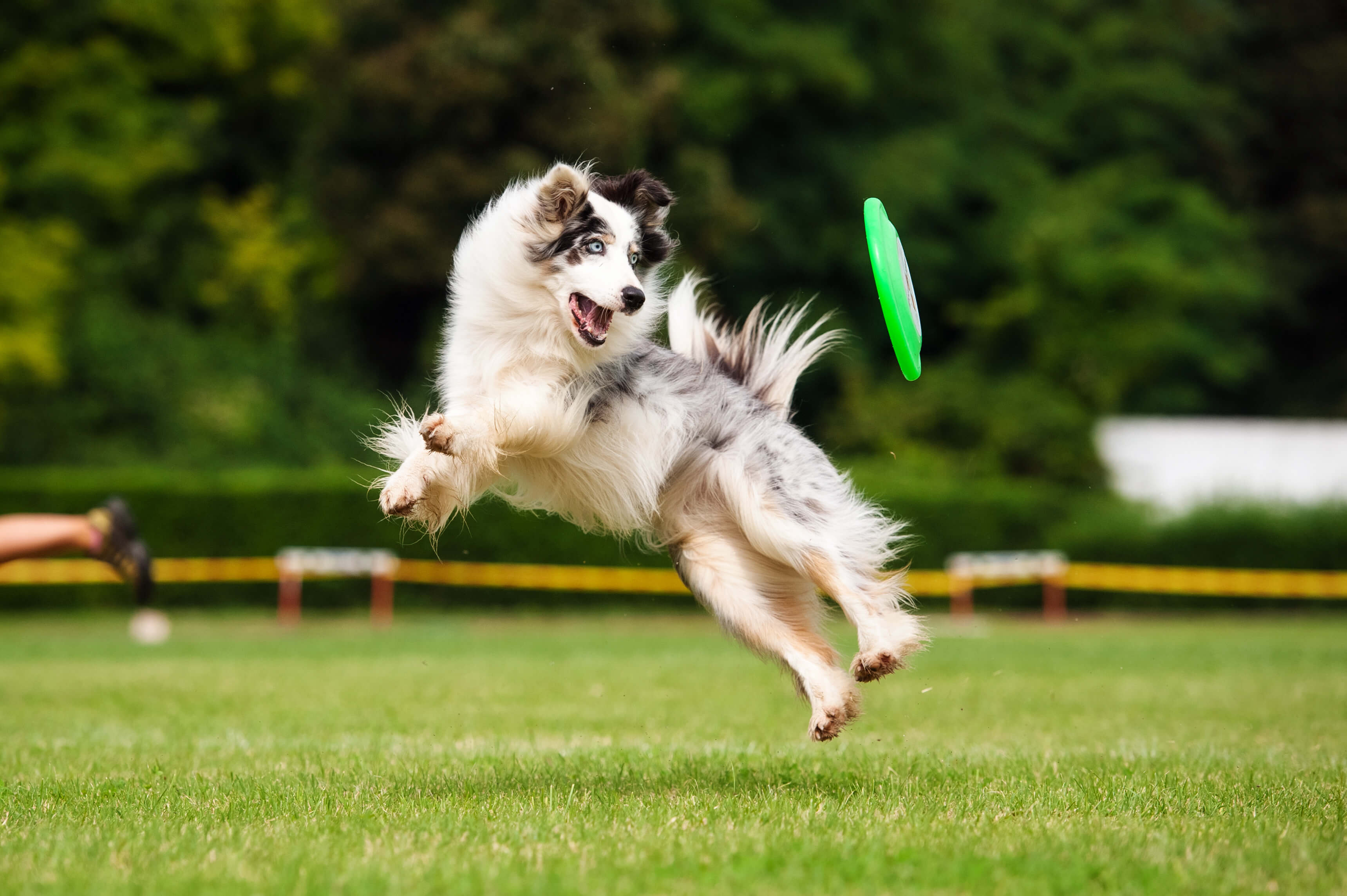 Hund ist aktiv in der Natur und spielt