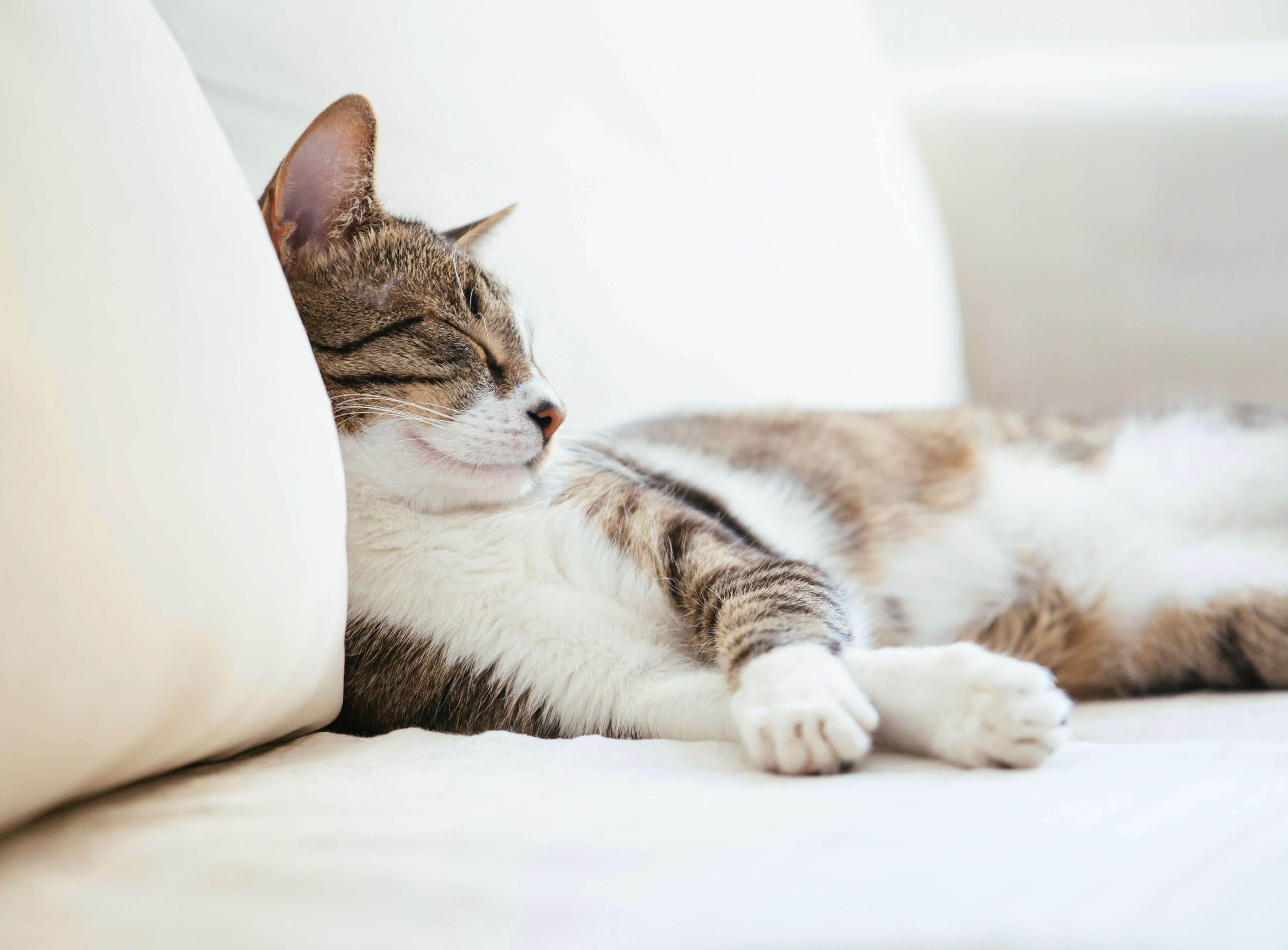 With the right diet, your pet can enjoy a healthy, happy life – and they’ll thank you for it!