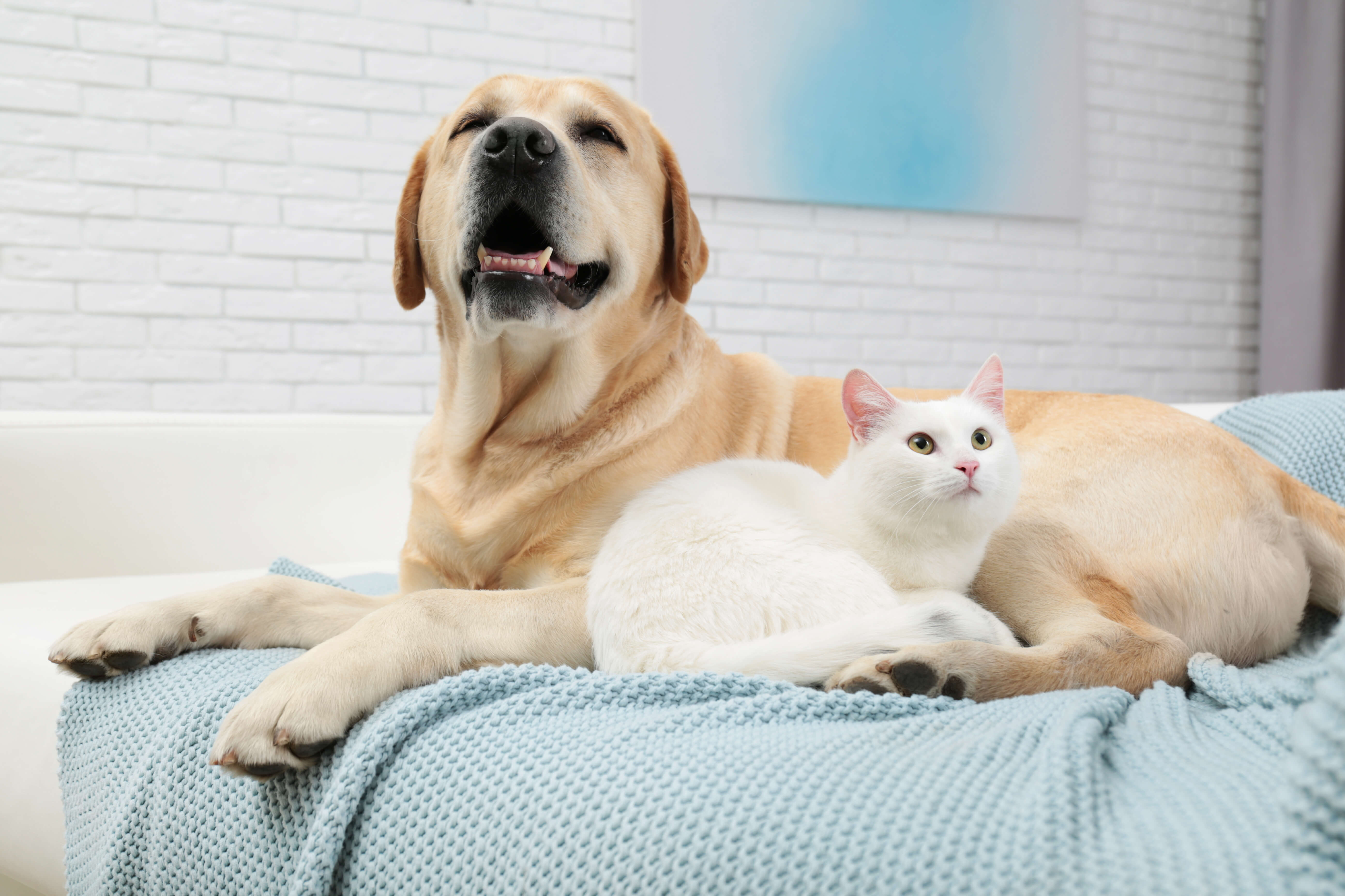 Ein Hund und eine Katze kuscheln zufrieden miteinander