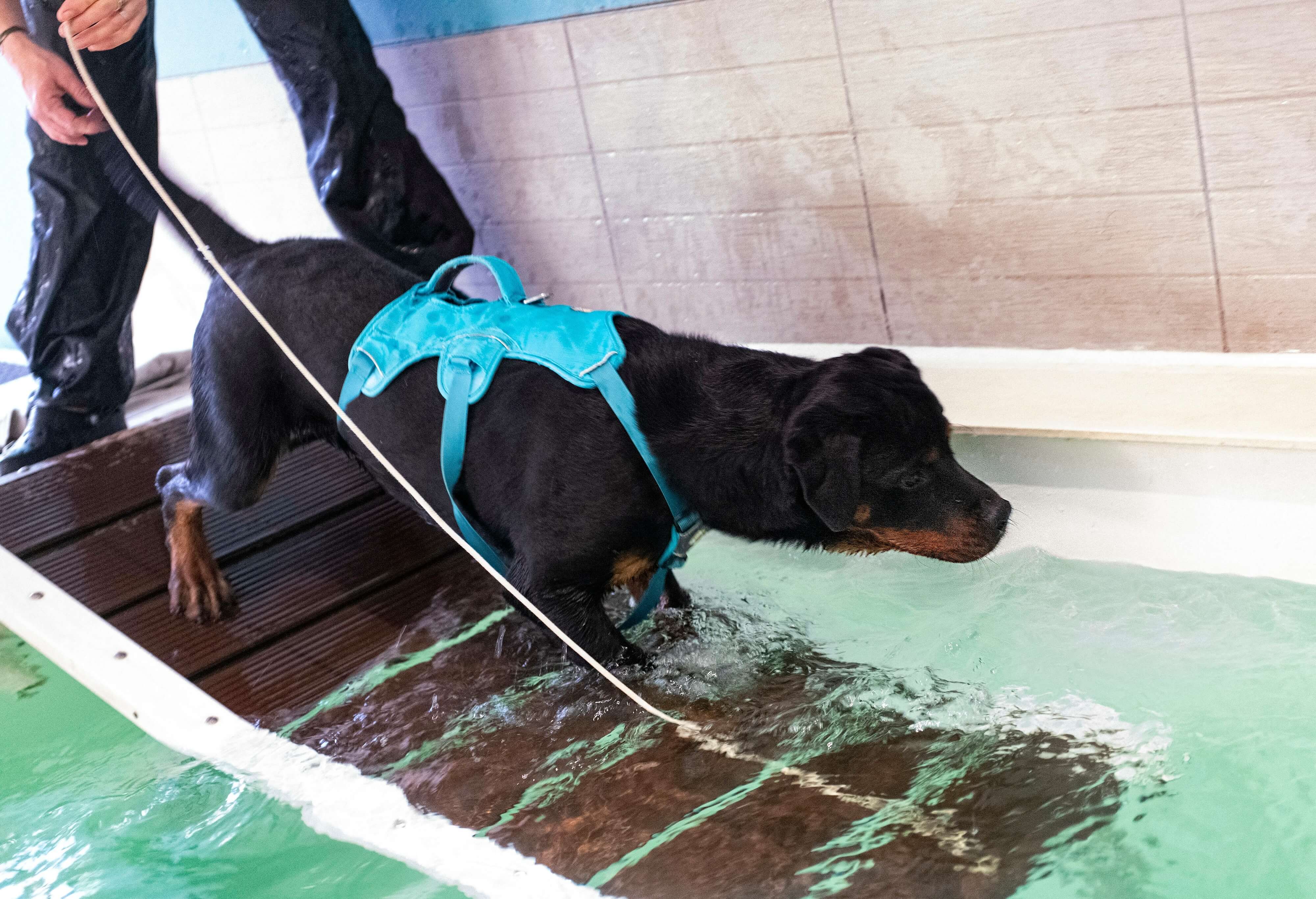 dog with physiotherapy
