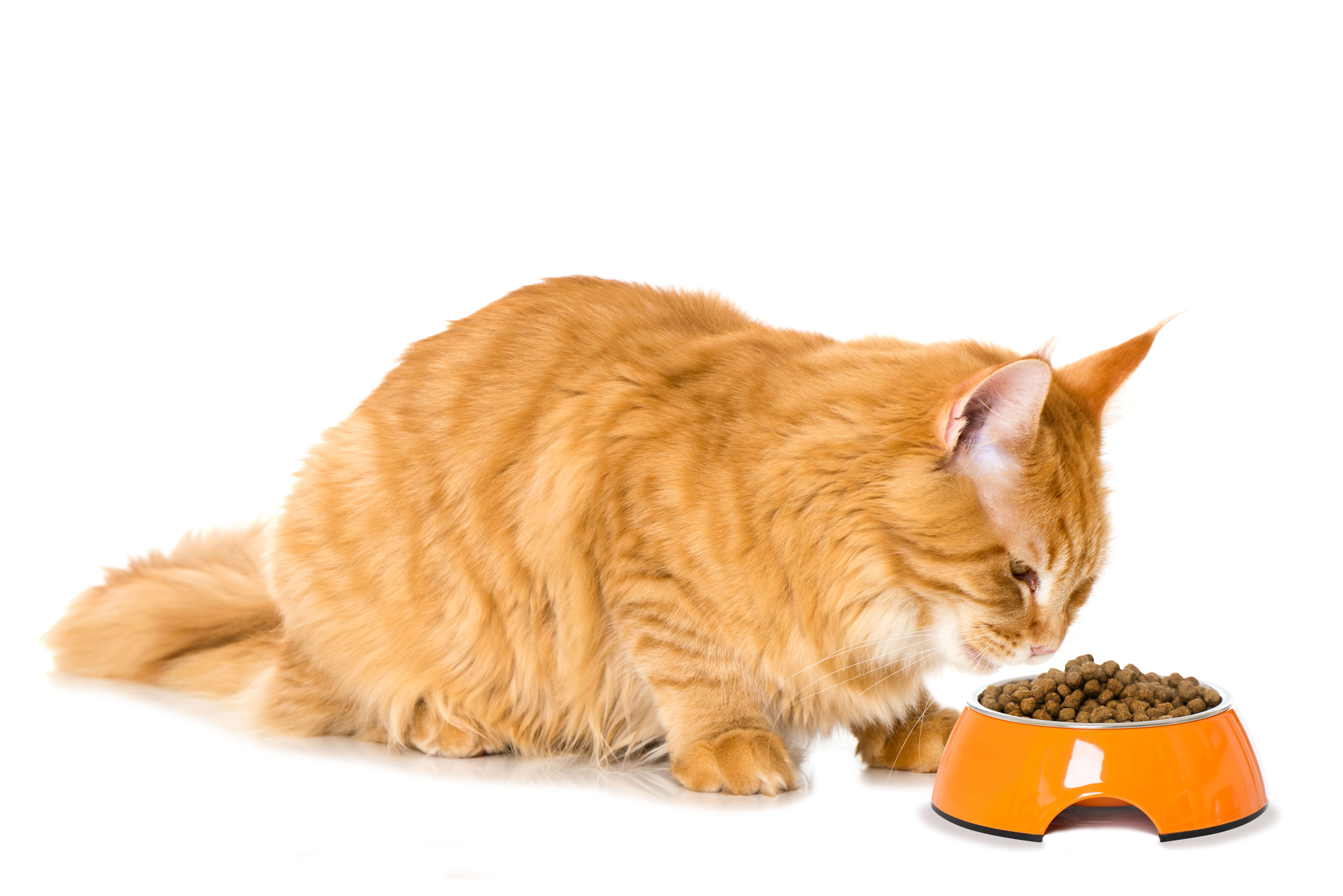 Eine Katze frisst Trockenfutter - ein überfüllter Napf