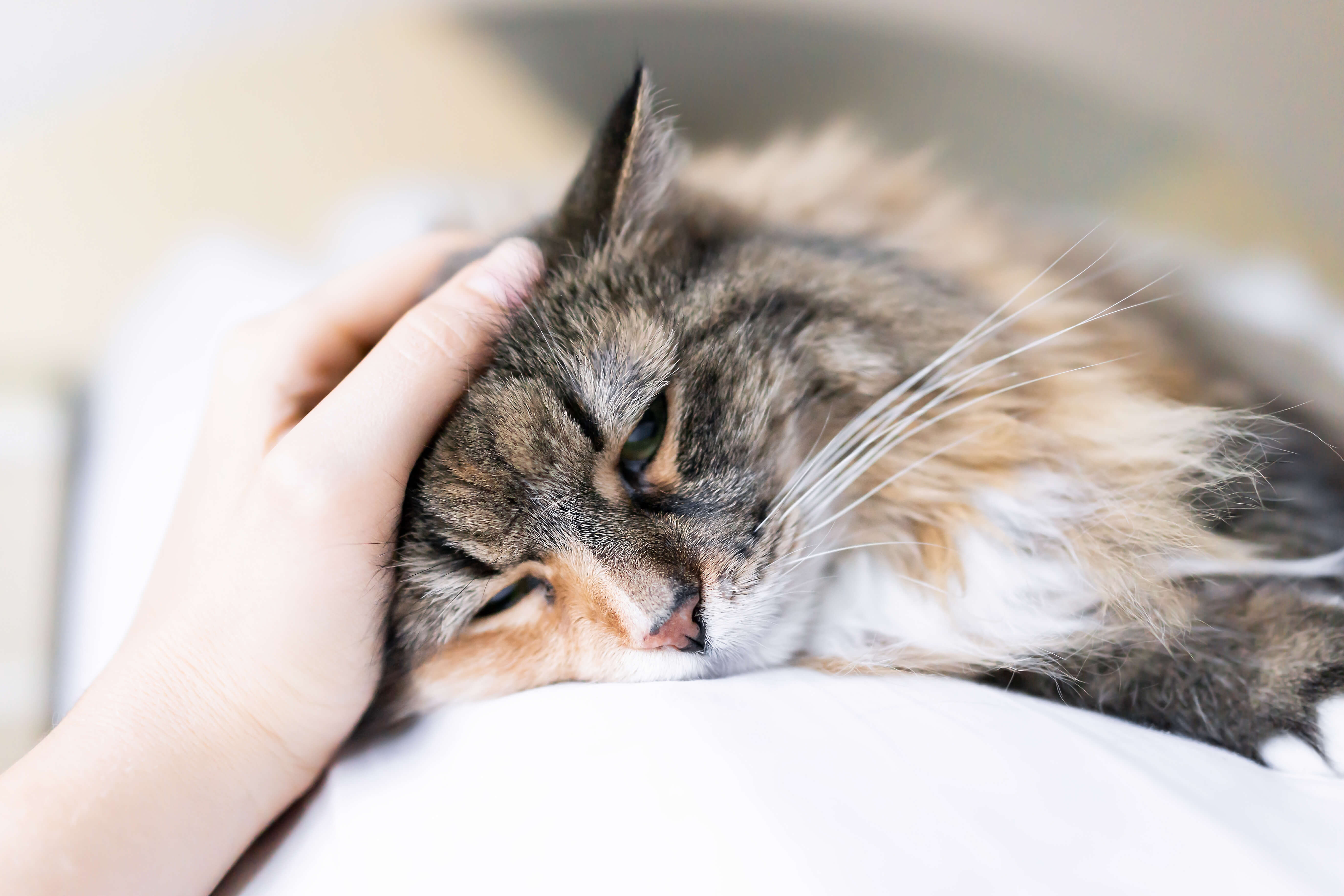 Cat is feeling sick
