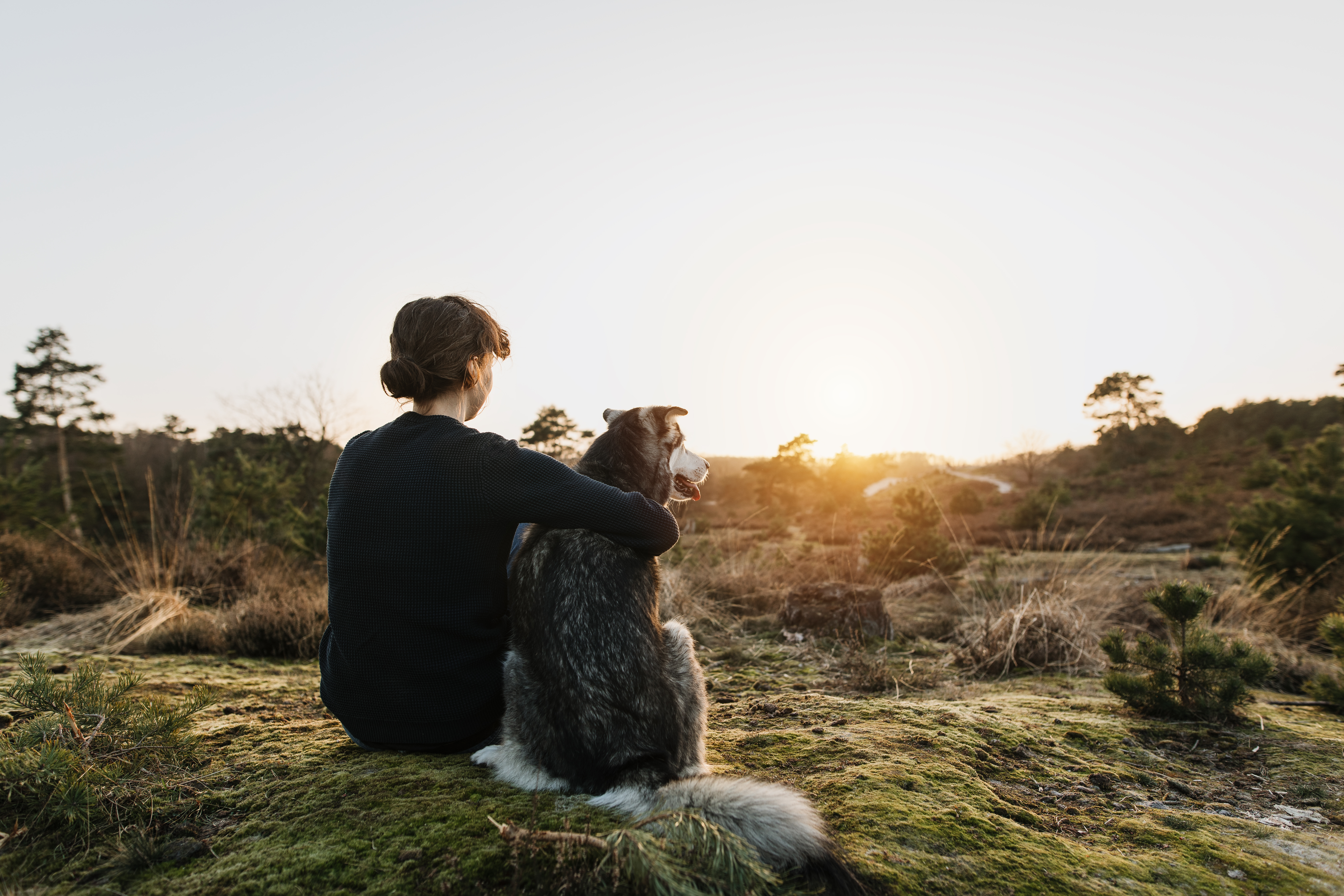 Thoughtful senior dog looks into the distance, symbolizing thoughtfulness about dogs kidney failure.