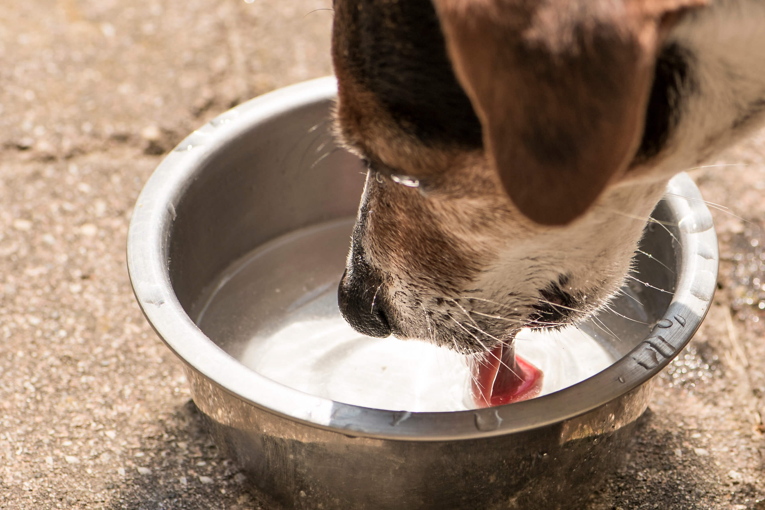 A dog is drinking a lot of water.