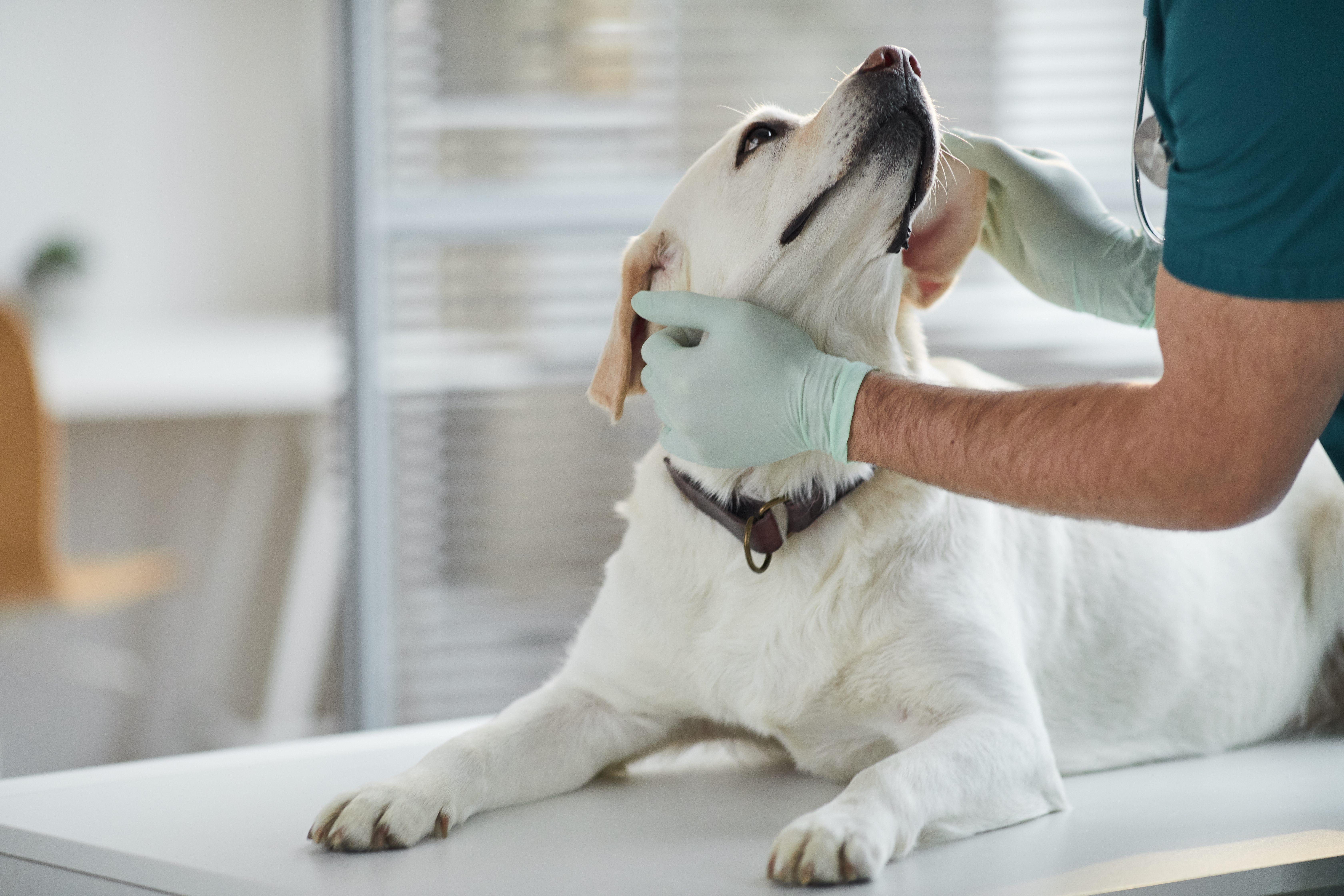 Hund beim Tierarzt während einer Untersuchung, unterstreicht die Wichtigkeit der Diagnose von Niereninsuffizienz.
