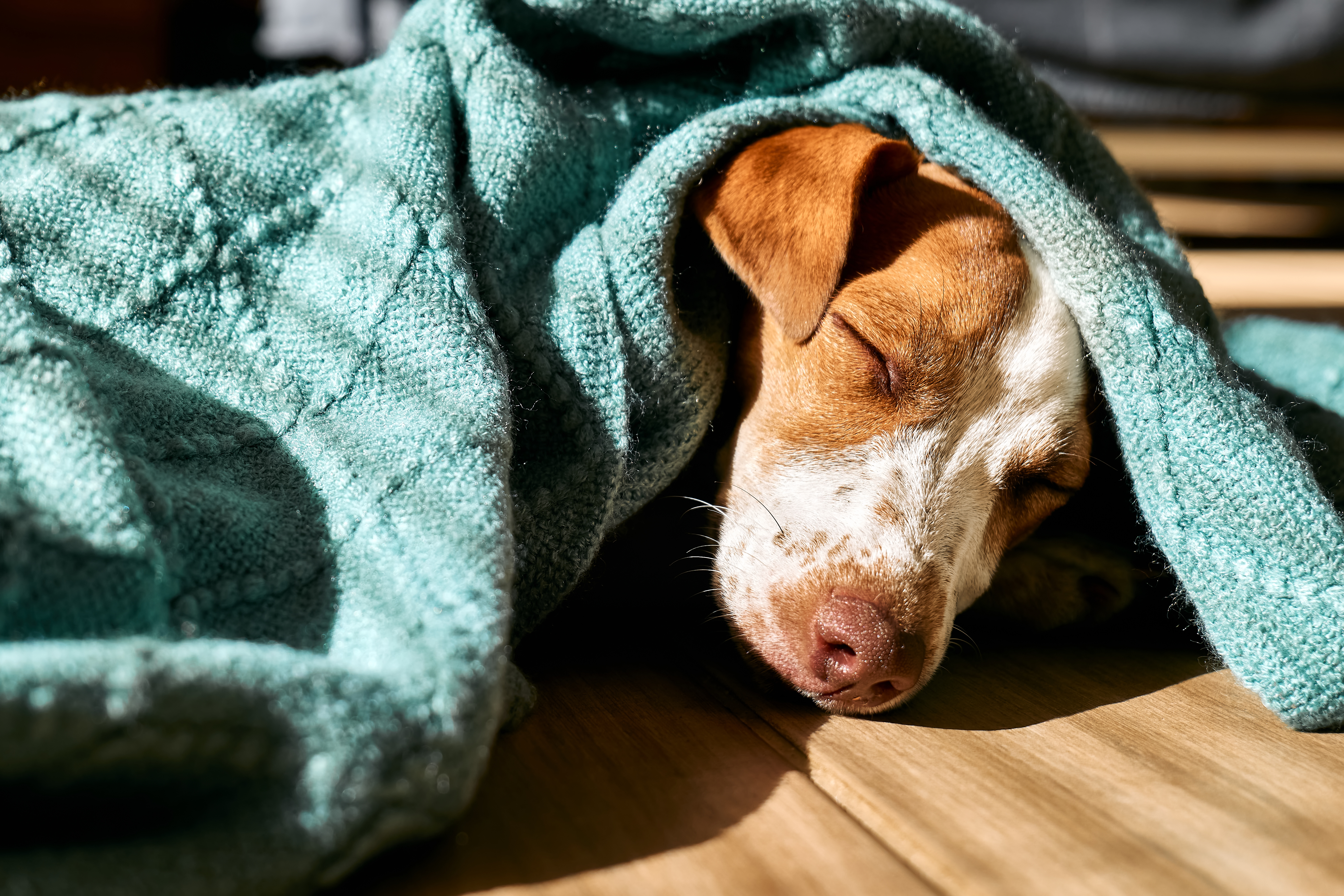 Relaxed dog in comfortable surroundings, shows the importance of a supportive home for dogs with kidney failure.