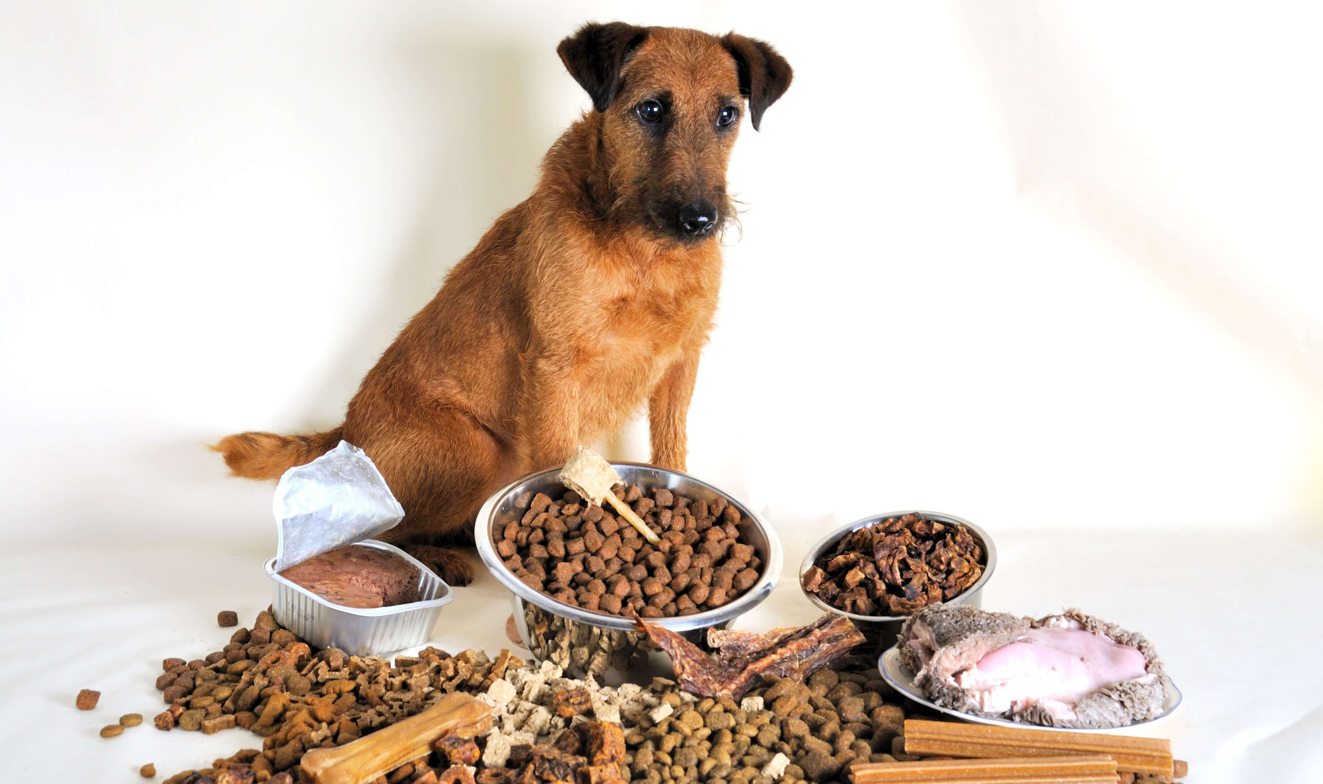 Eliminationsdiät beim Hund