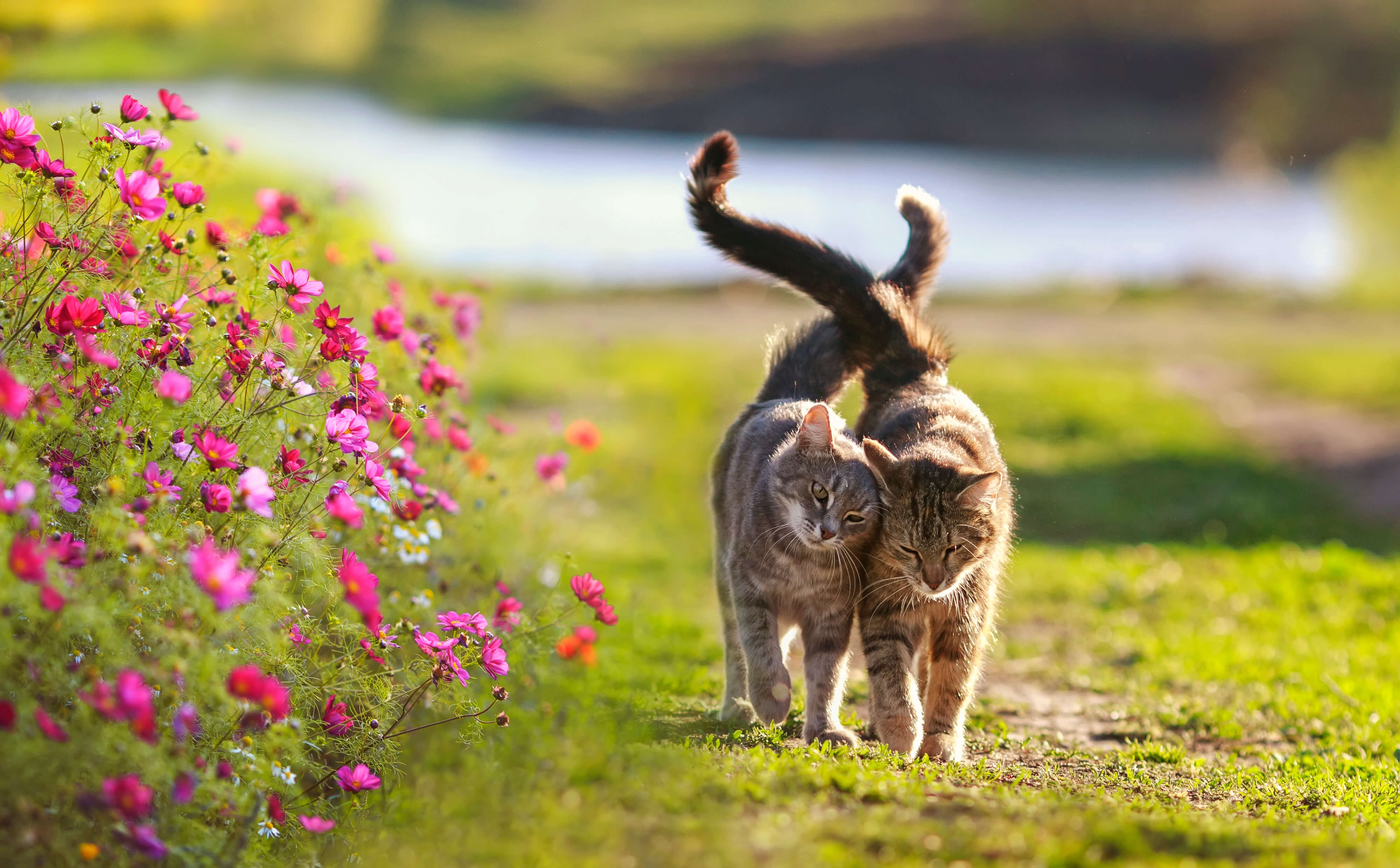 Zwei glückliche Katzen 