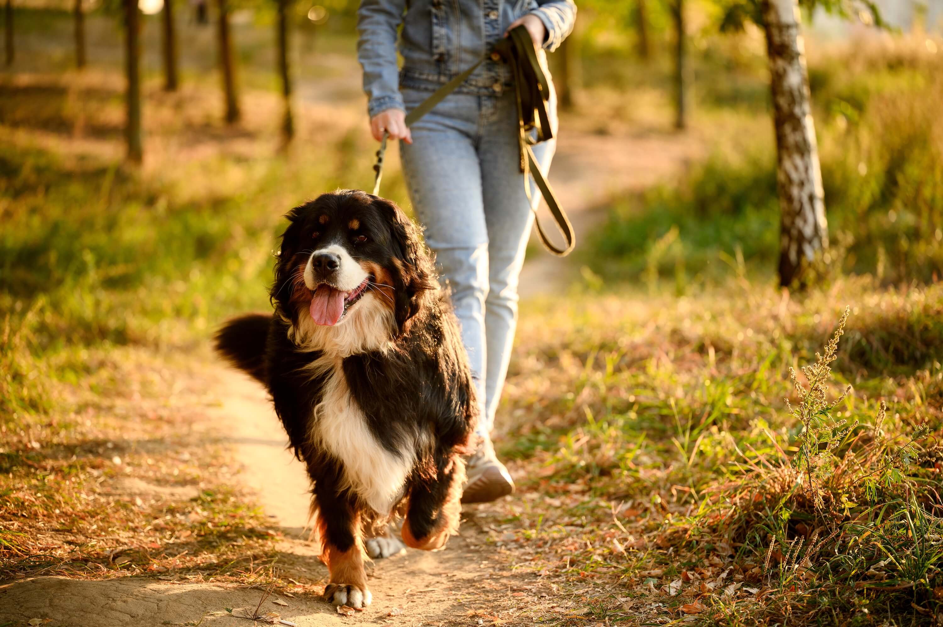 dog is walking in the wood