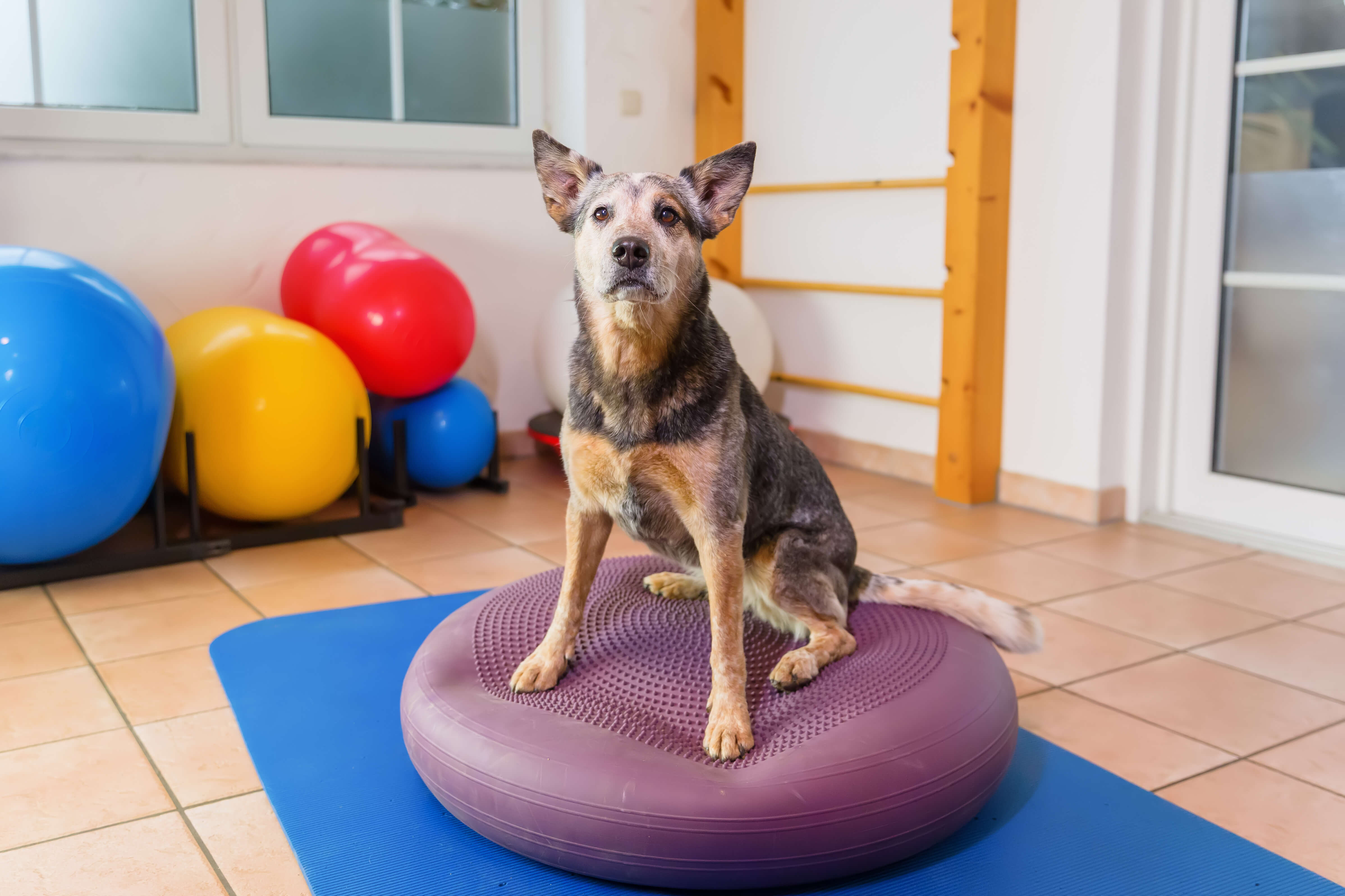 Hund trainiert Beweglichkeit