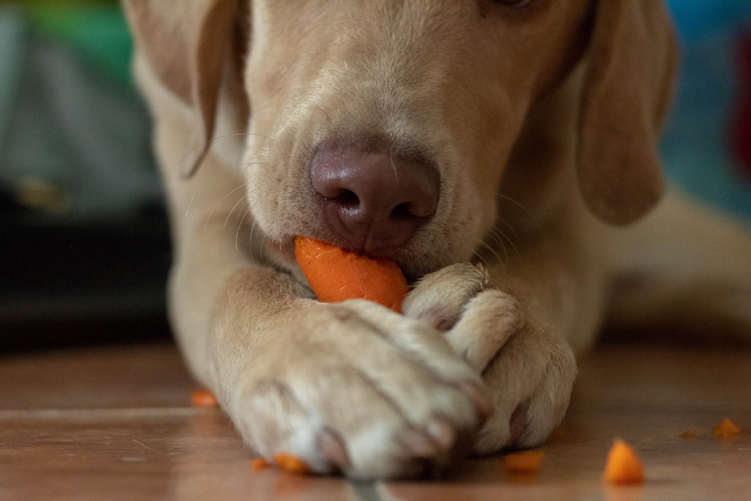 Ein Hund frisst eine Karotte
