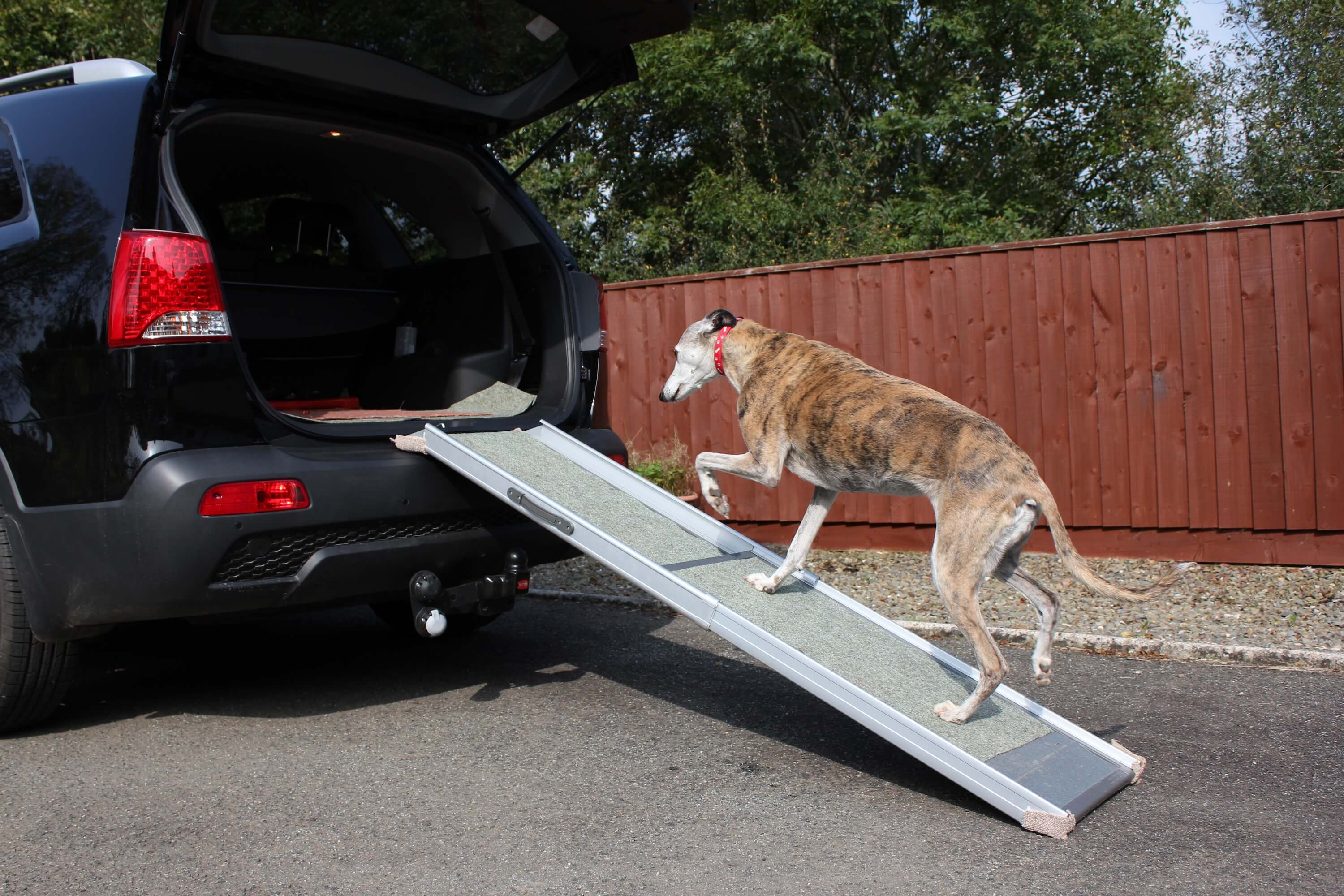 Dog an o ramp for car