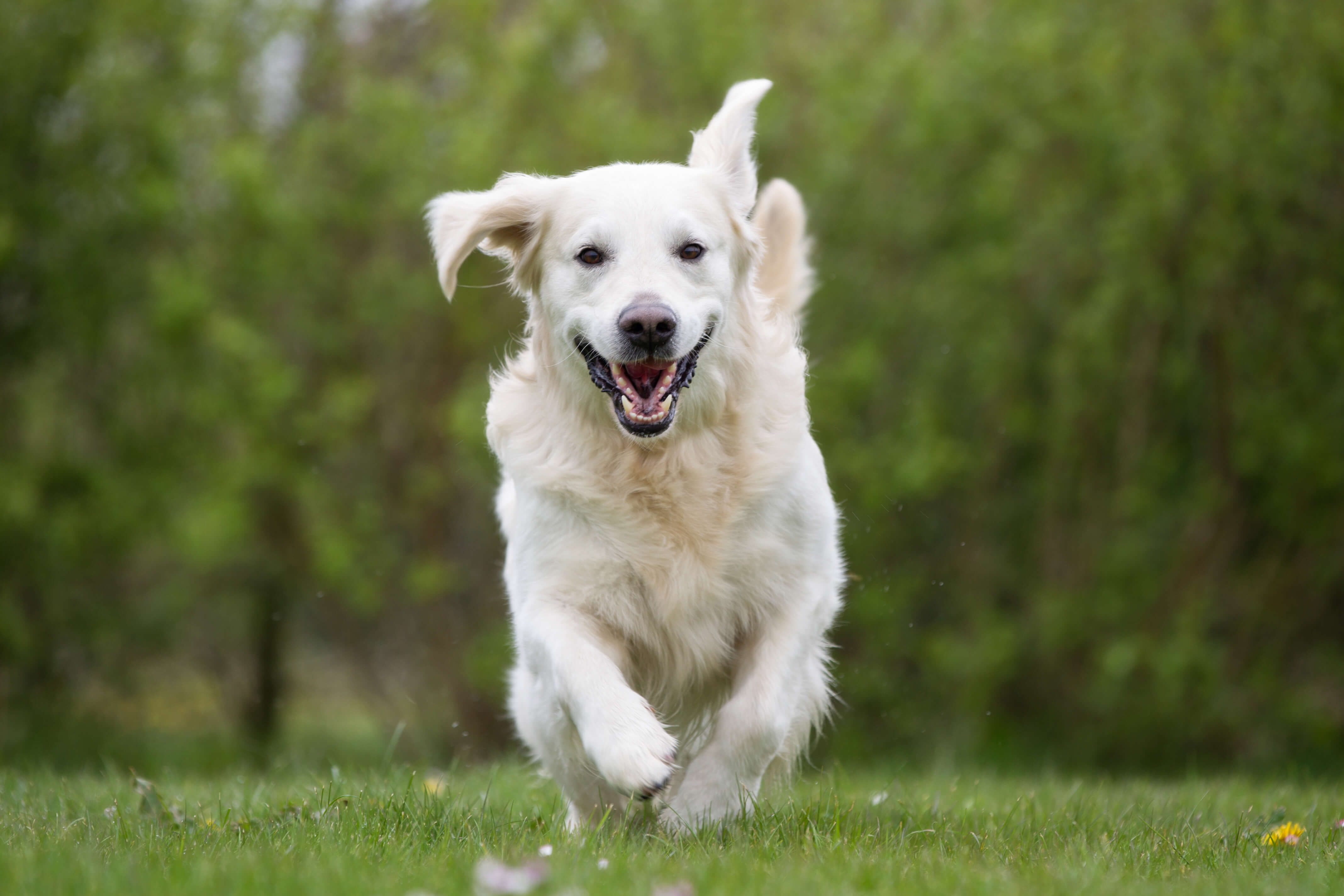 Ein aktiver Hund tobt in der Natur