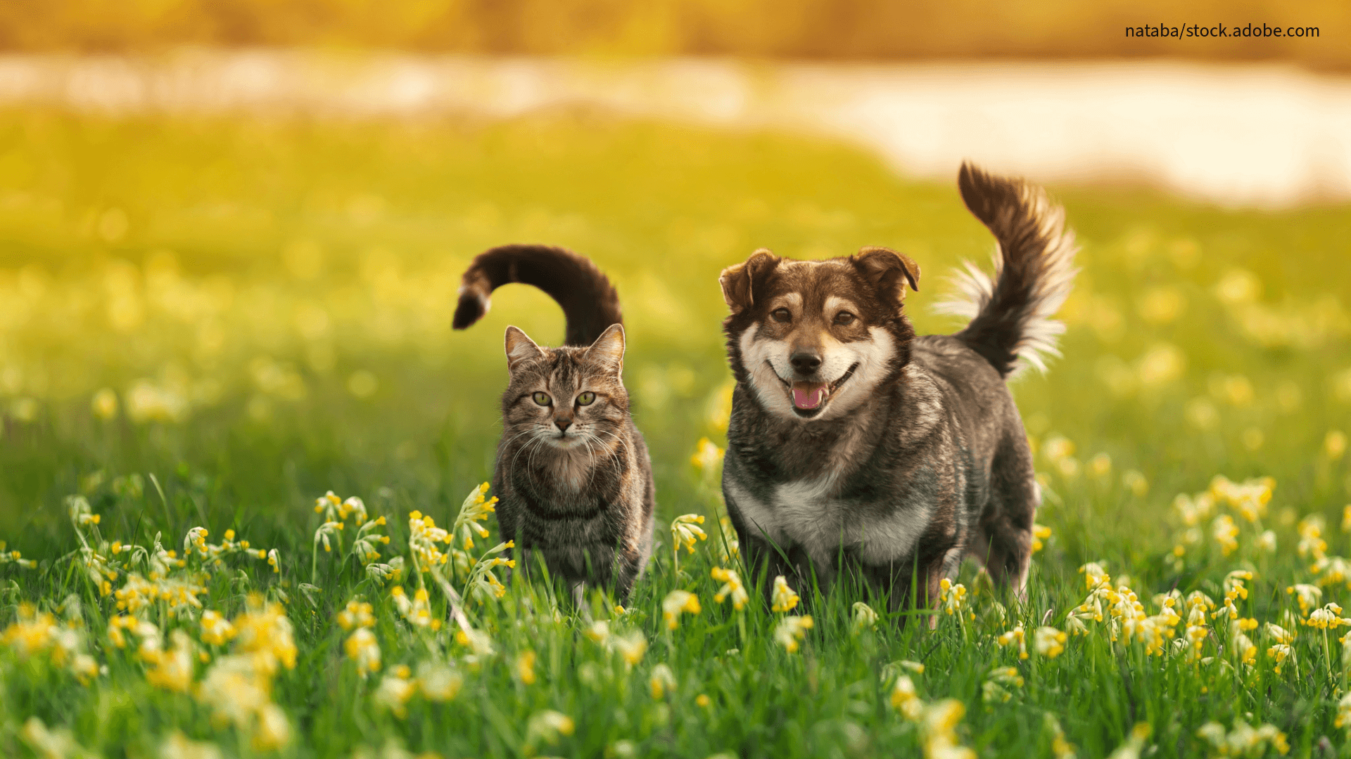 Hund und Katze glücklich in der Natur