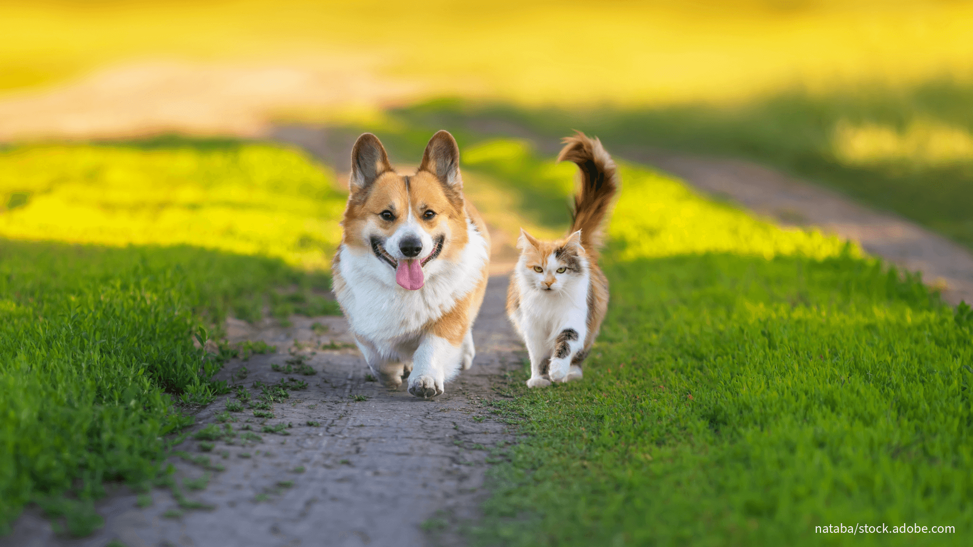 Ein glücklicher Hund und eine Katze spazieren über eine Wiese.