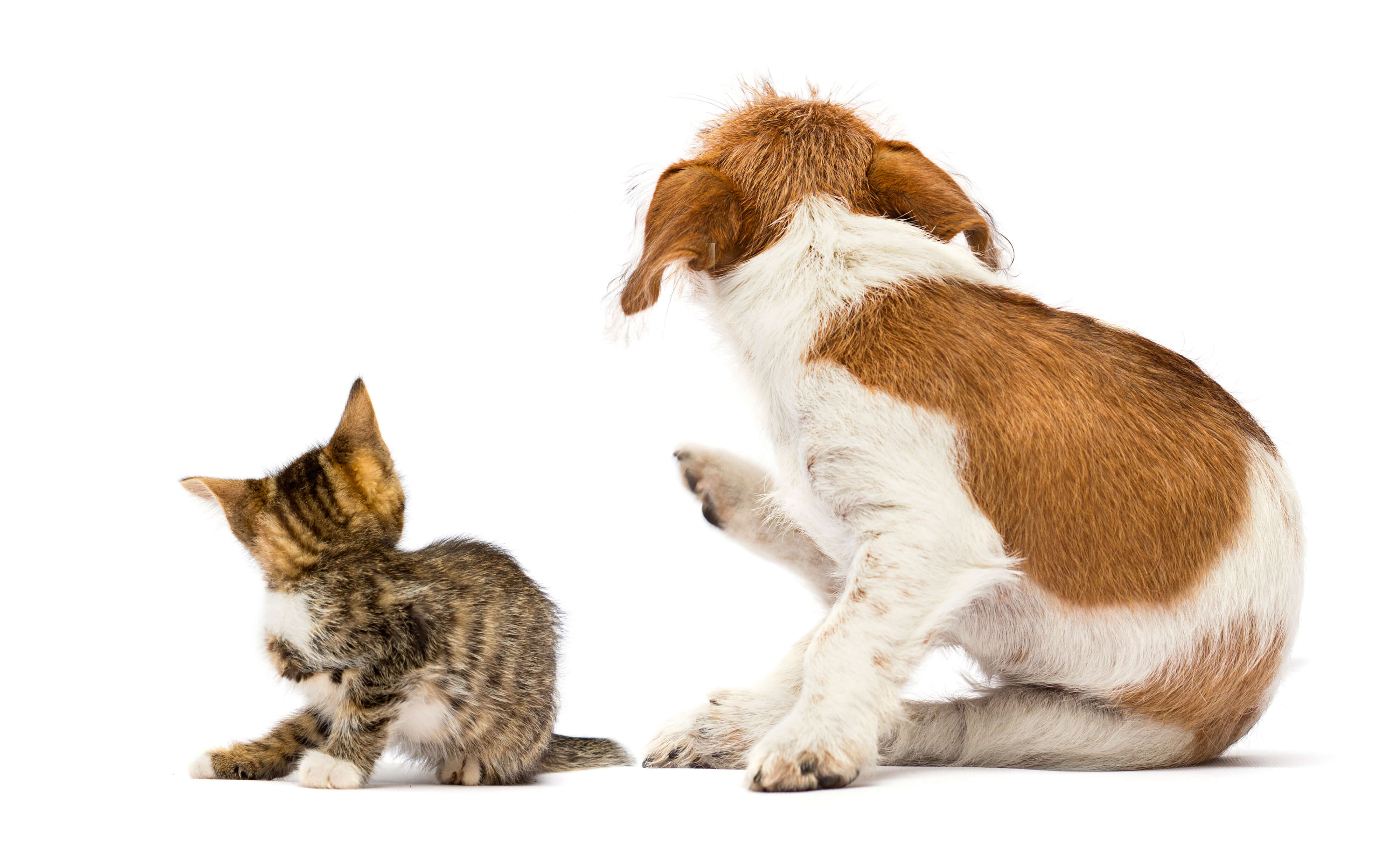 cat and dog scratching