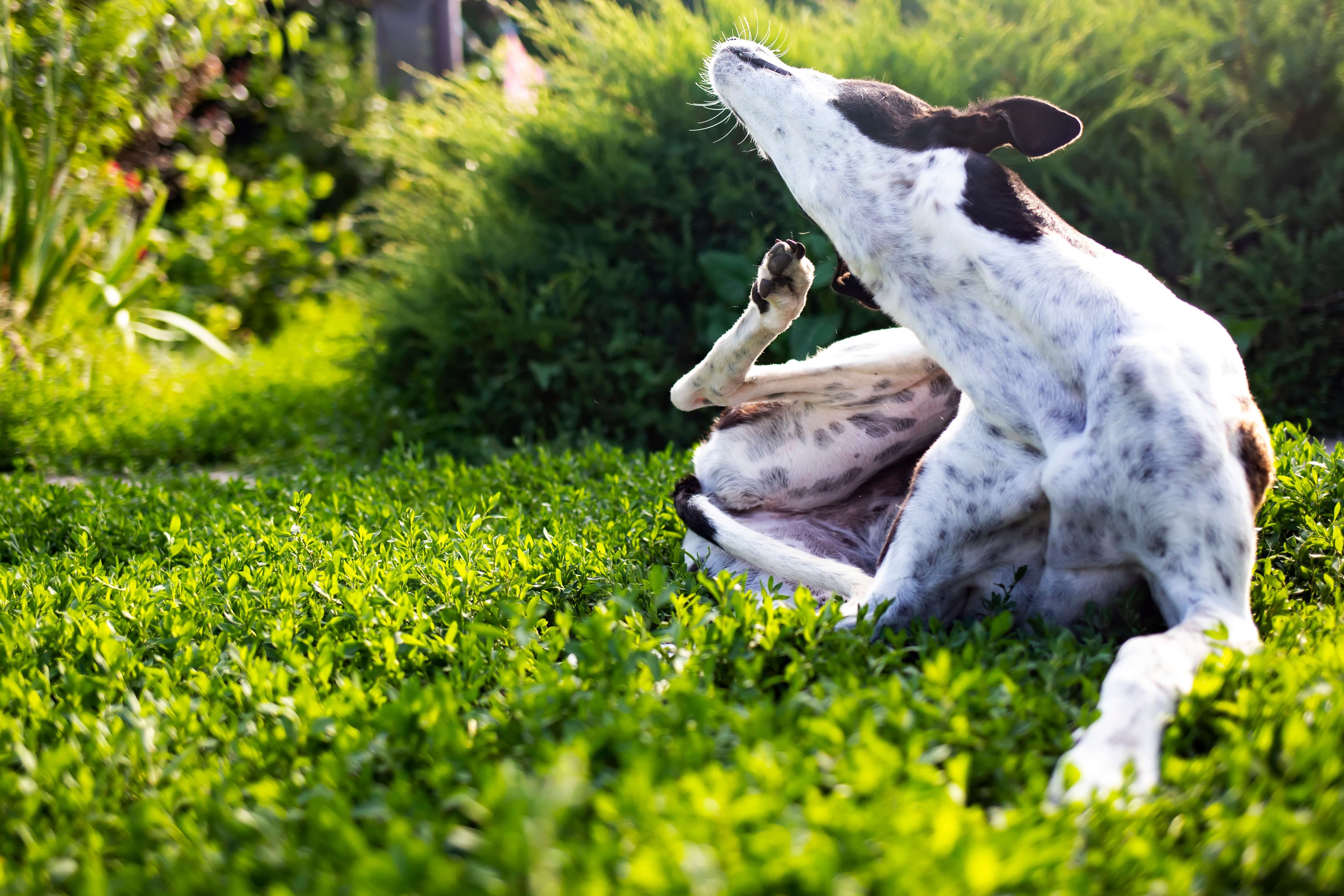 dog ist scratching