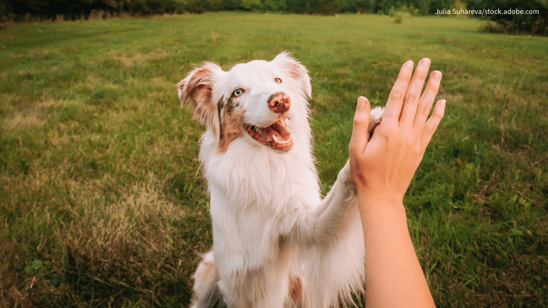 Hund und Mensch als Team - High Five!