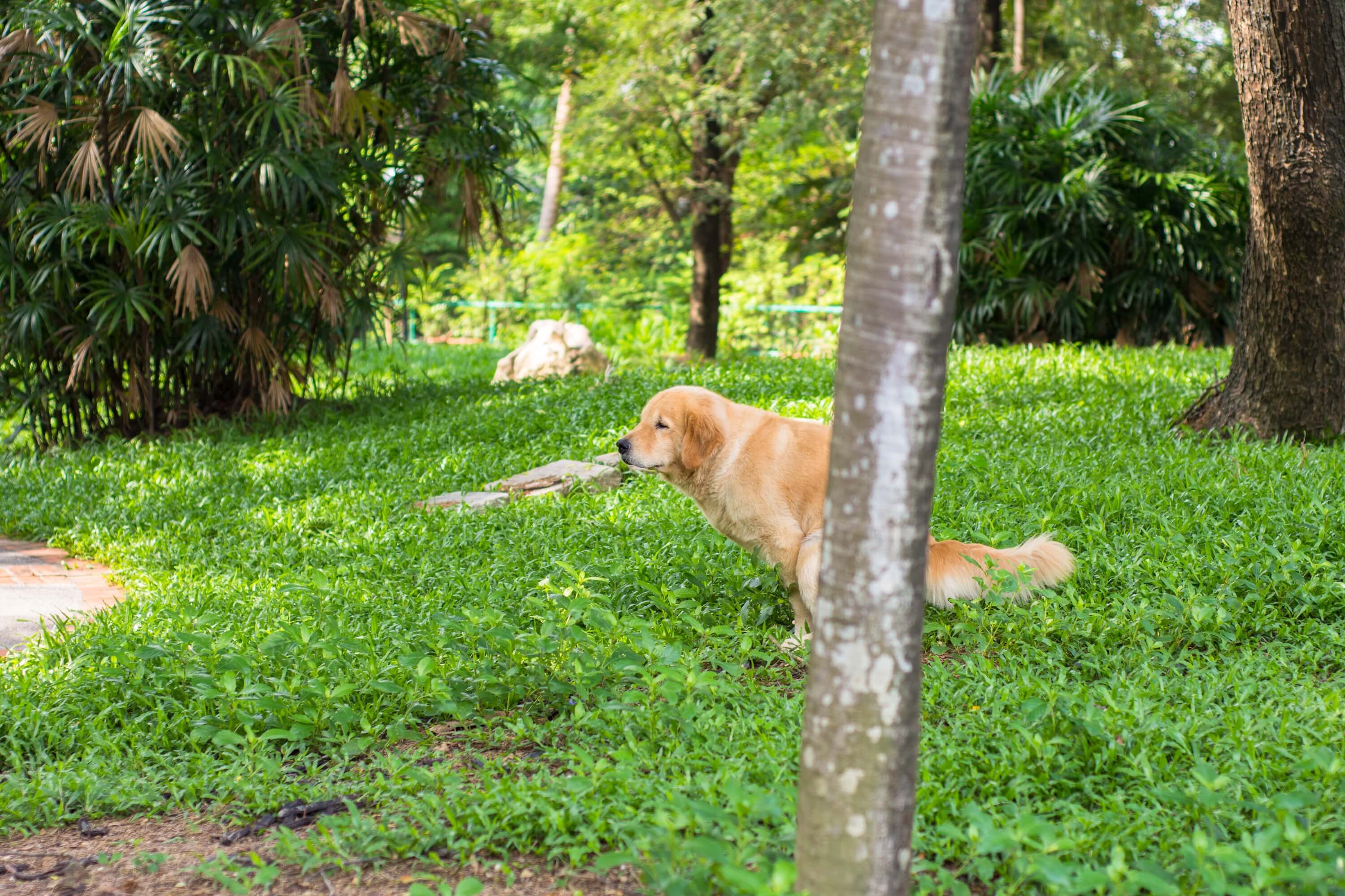 a Dog with dhiarrea