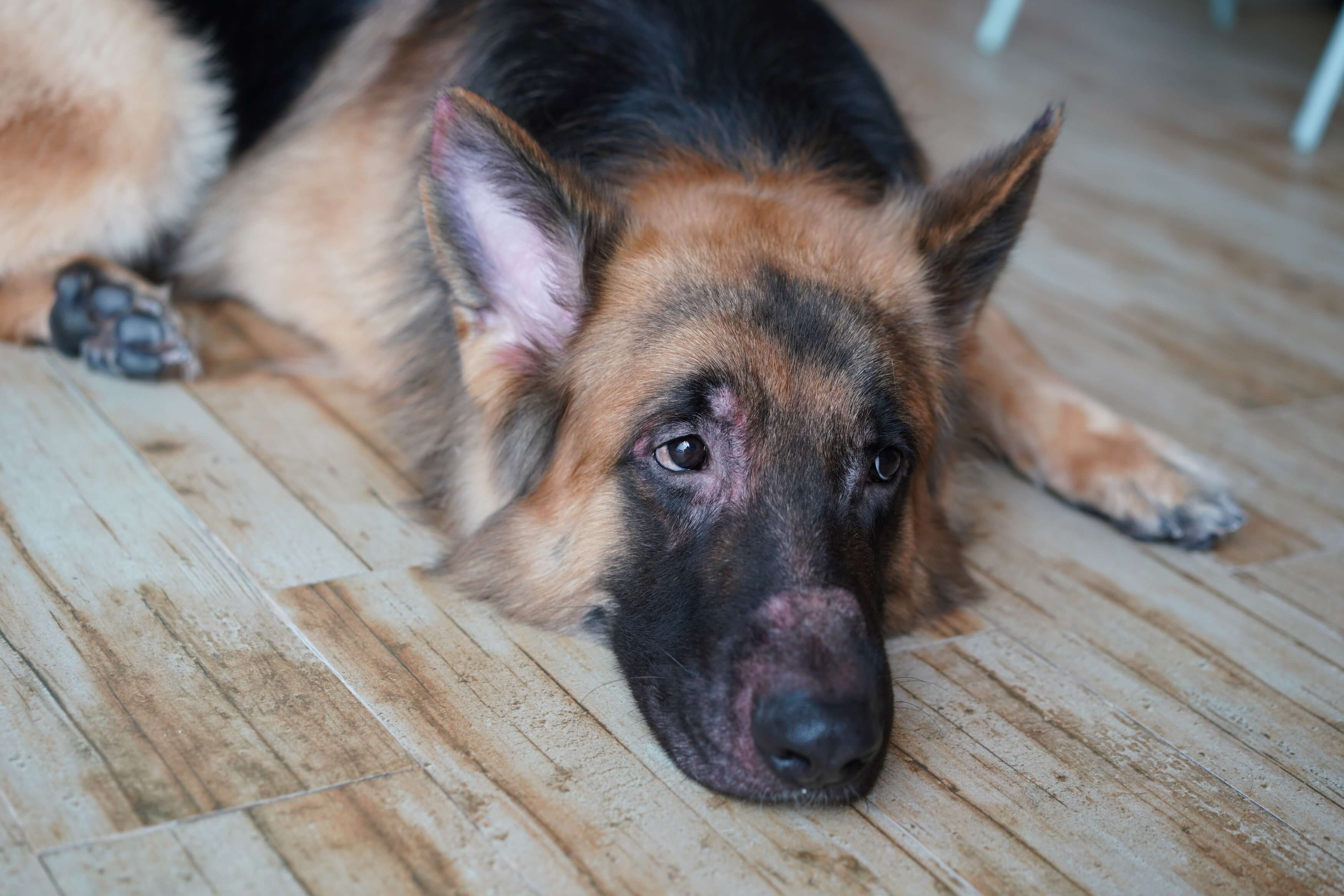 Ein Hund mit sichtbaren Hautproblemen und Juckreiz