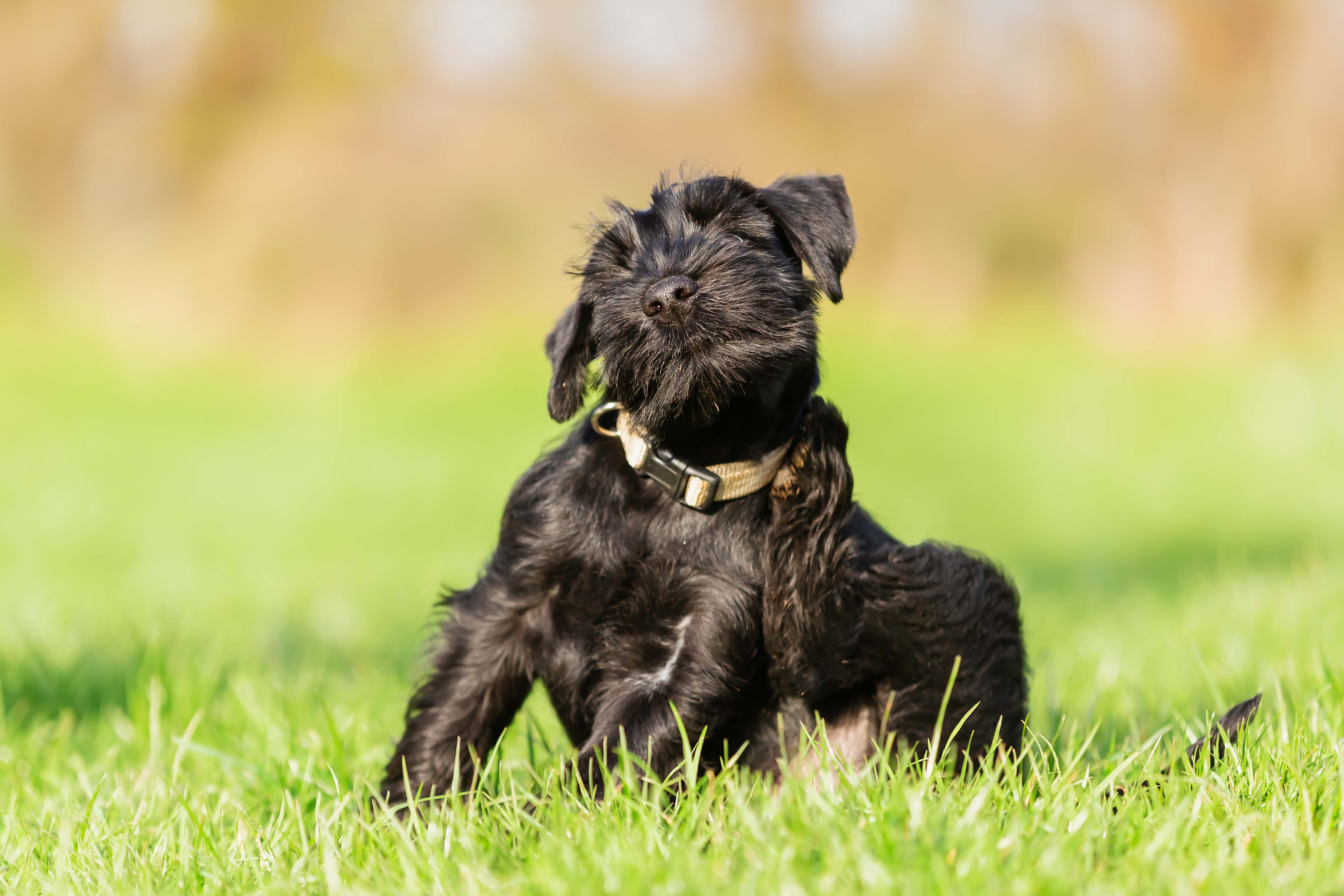Hund mit Juckreiz