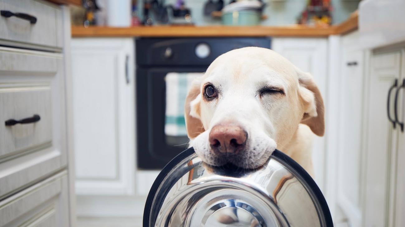 Hund mit Napf im Maul