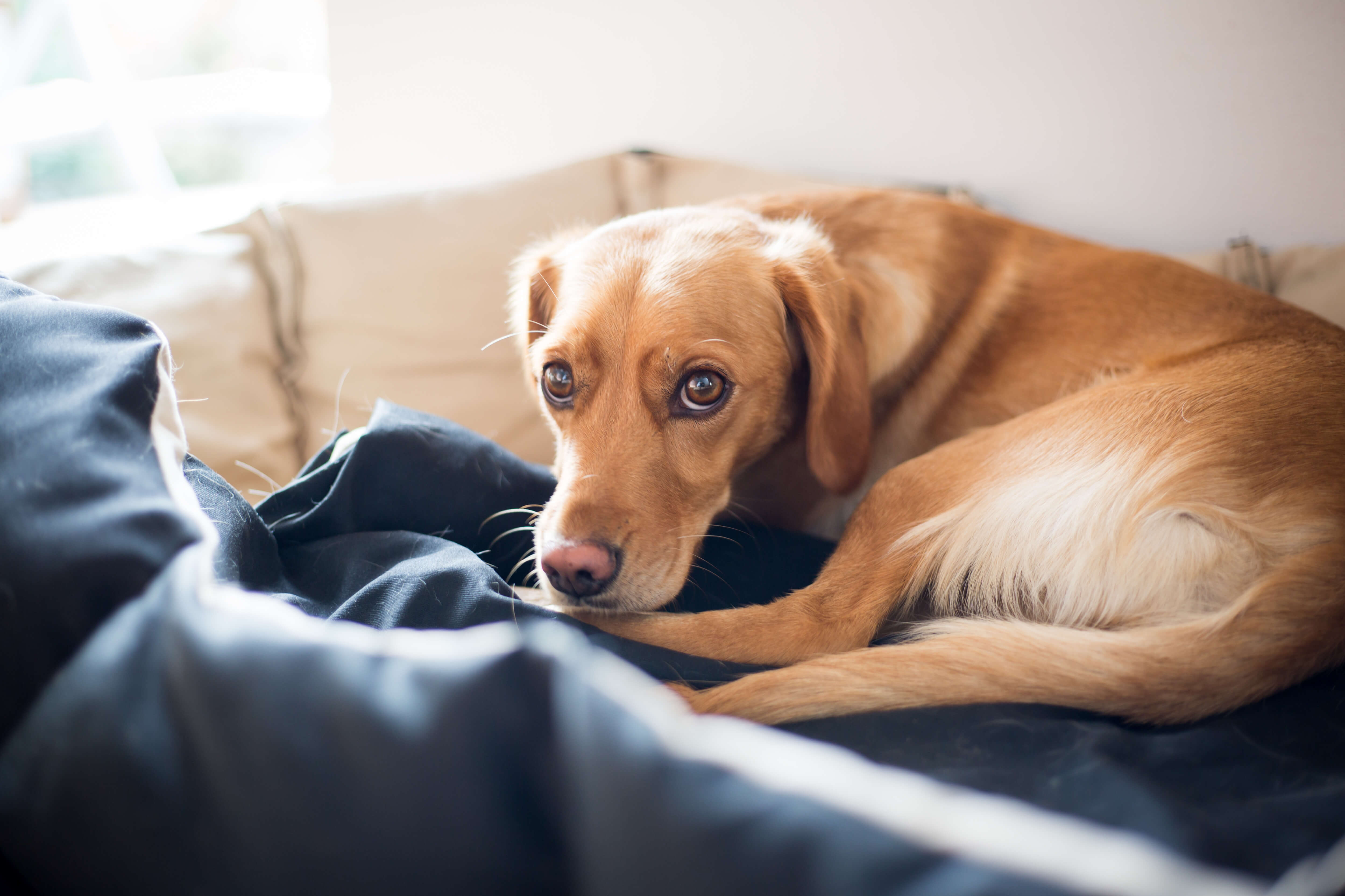 Ein Hund liegt mit Bauchschmerzen unter eine Decke eingekuschelt.