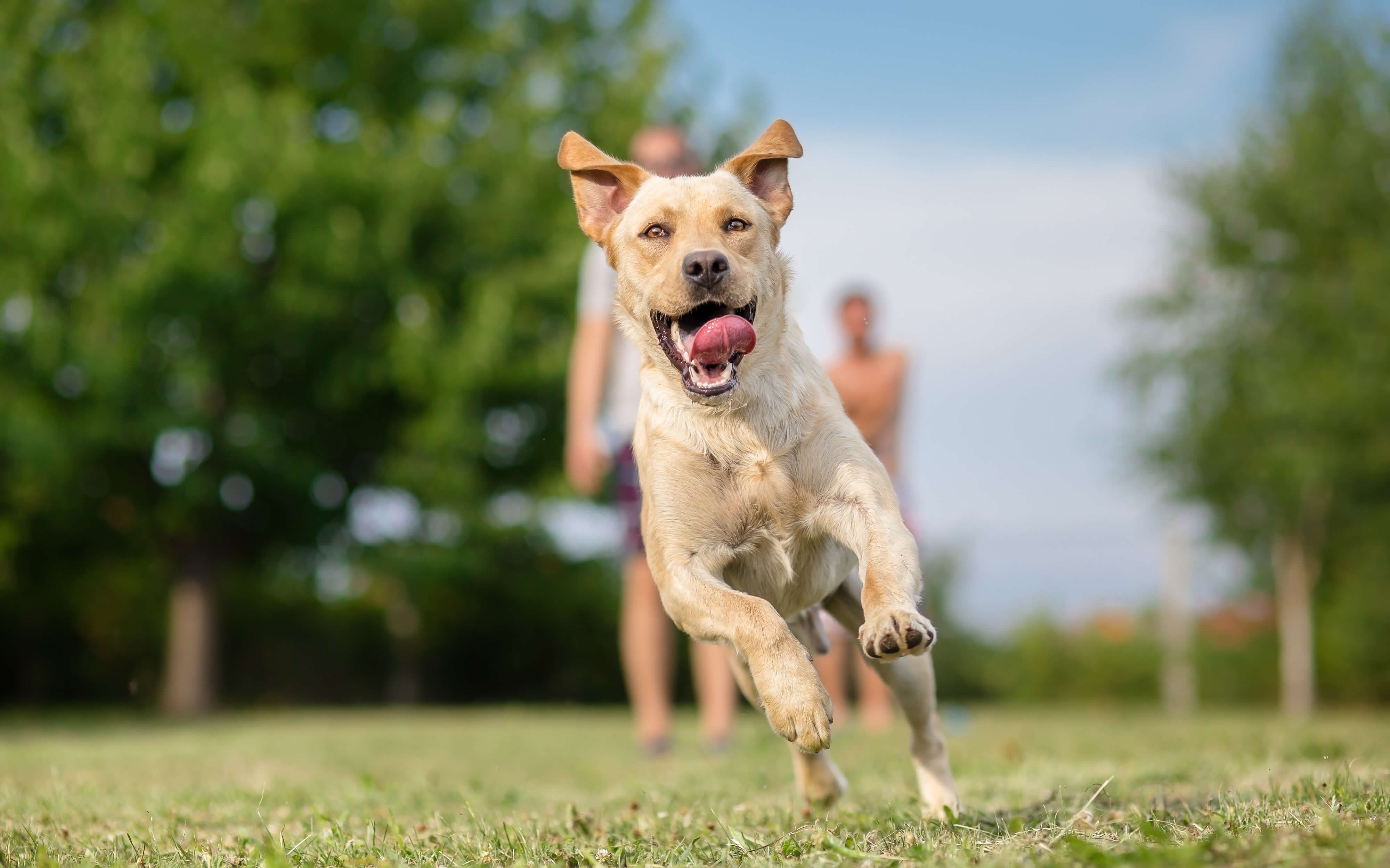 dog plays in garden