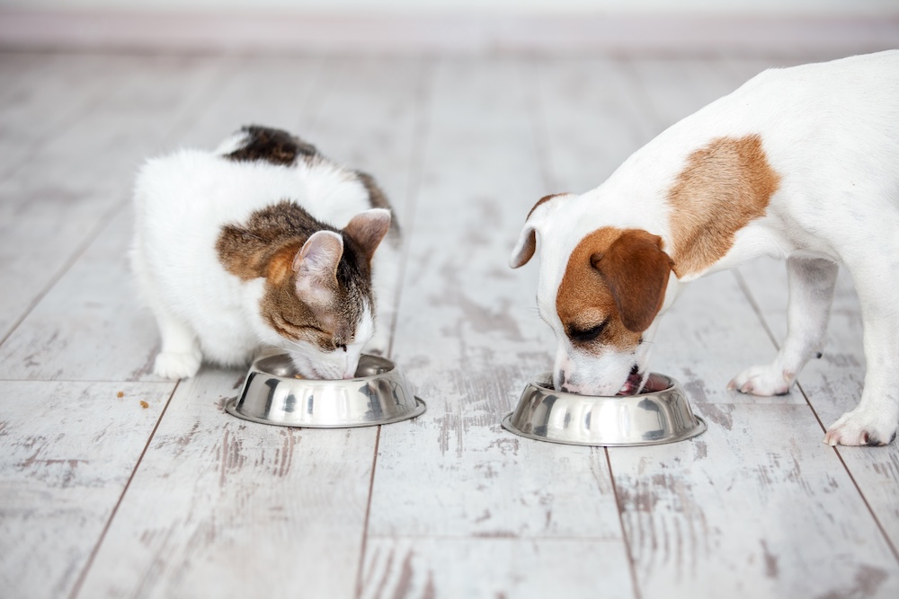Hund und Katzen fressen 