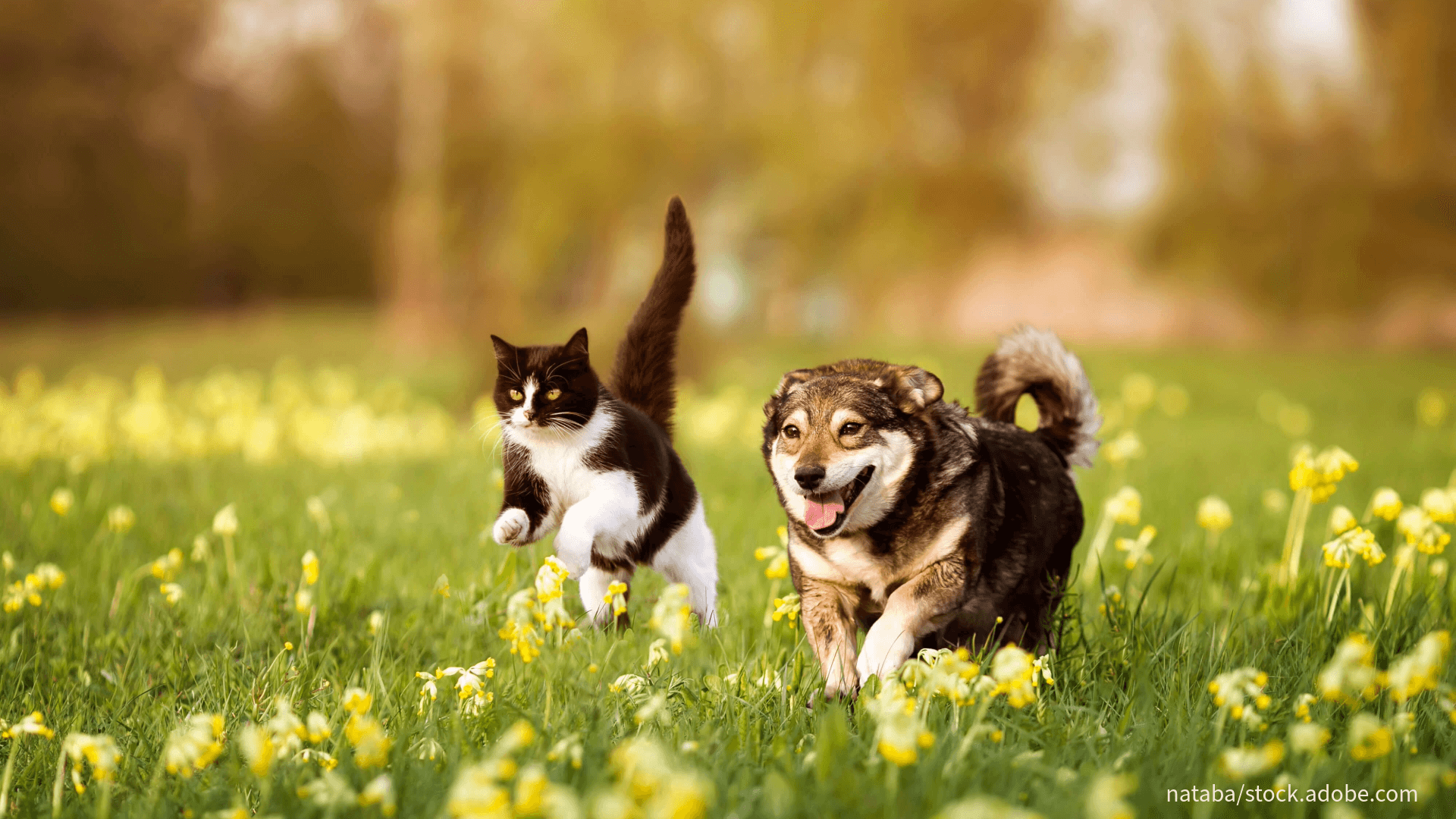 Hund und Katze in der Natur