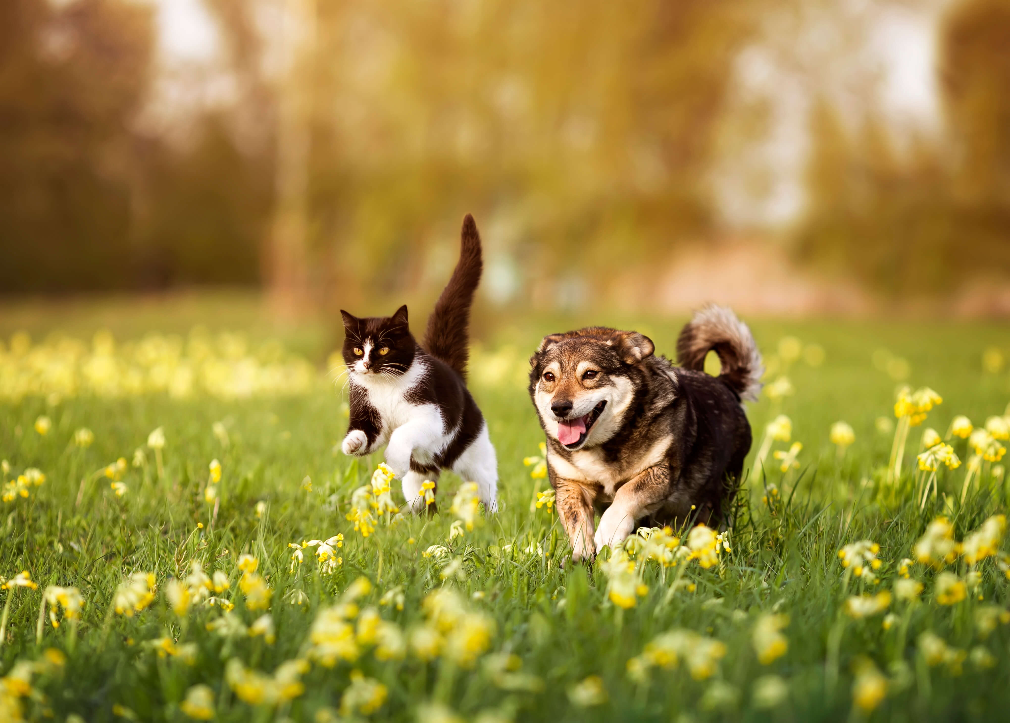 Hund und Katze in der Natur