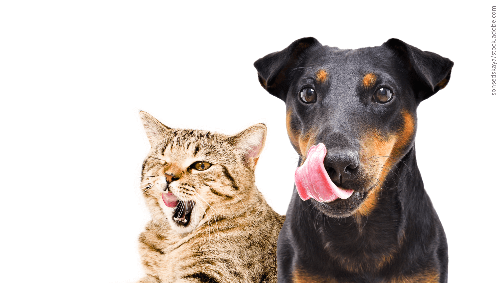 Hund und Katze lecken sich das Maul - satt und optimal vesorgt
