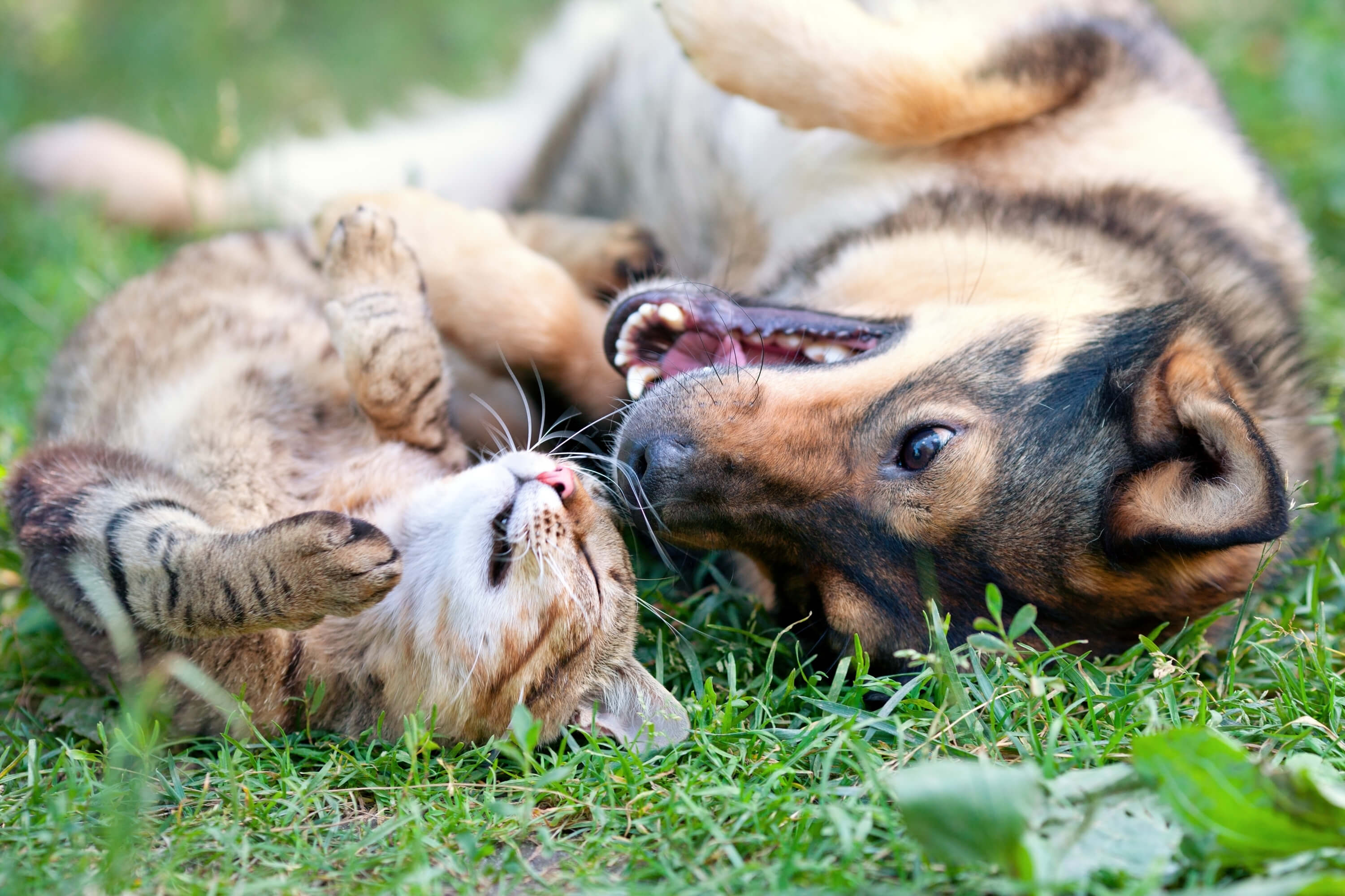 Hund und Katze spielen glücklich miteinander