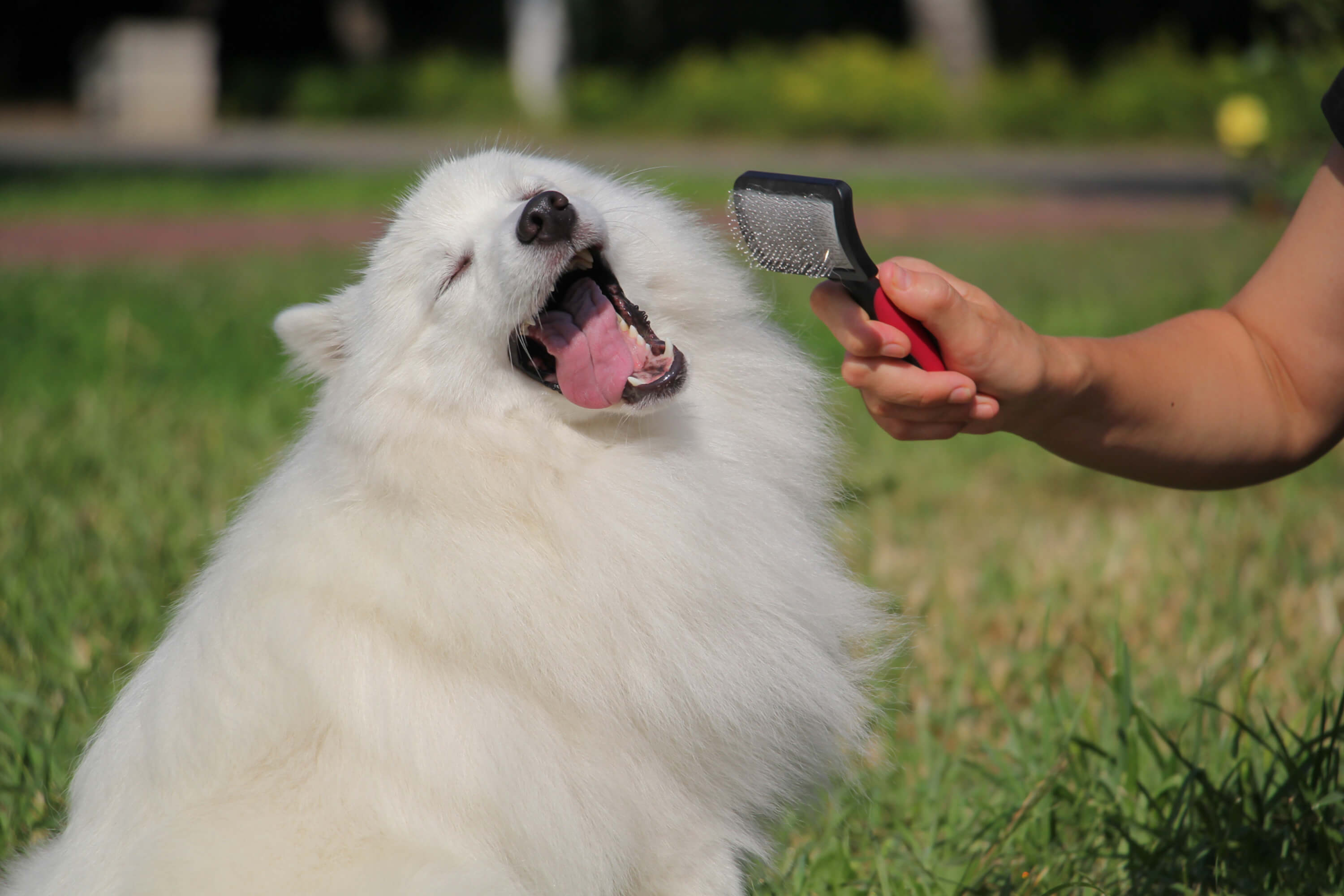 A dog with a long coat is brushed