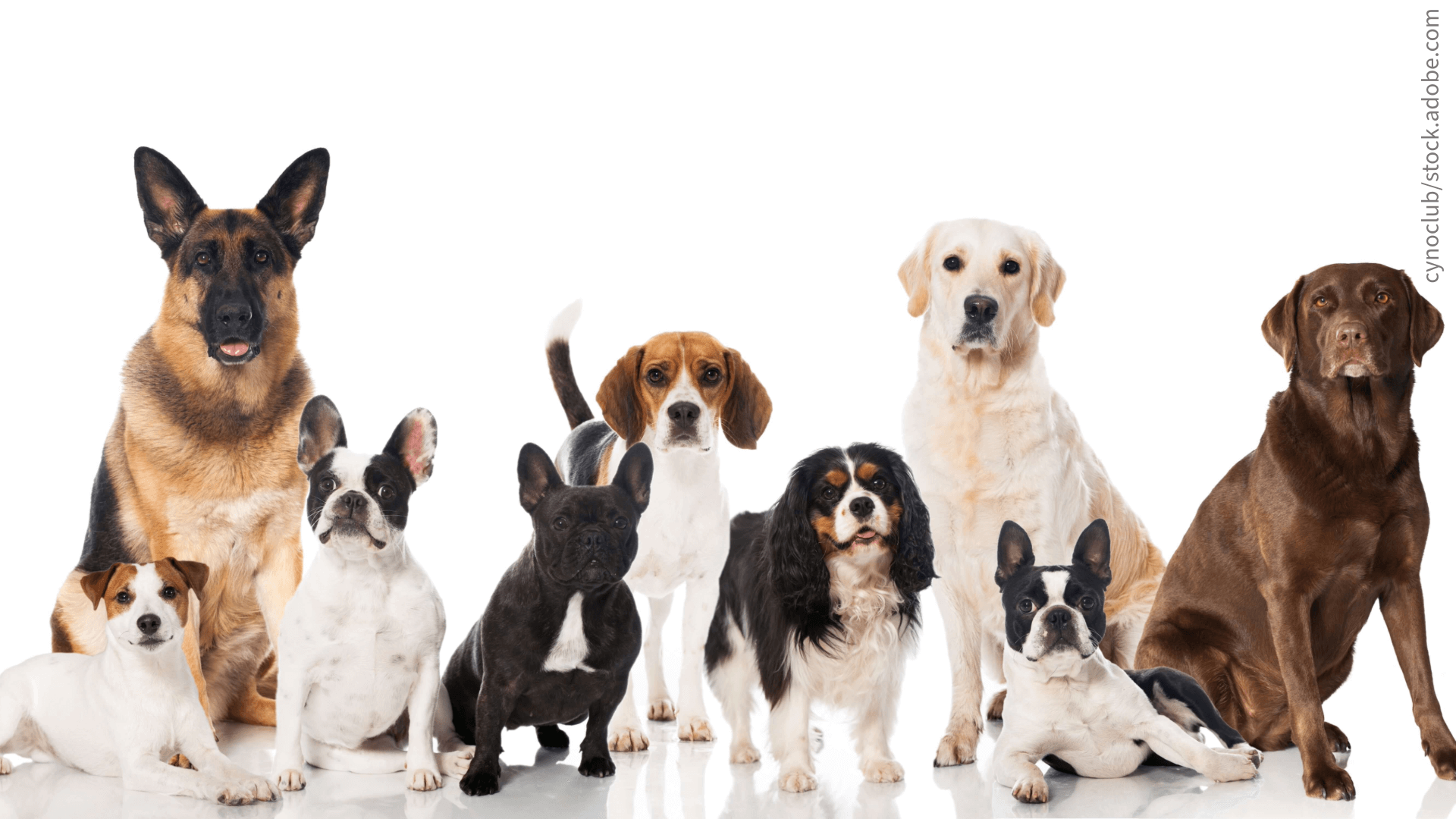 Hunde und Katzen warten auf ihr Futter.