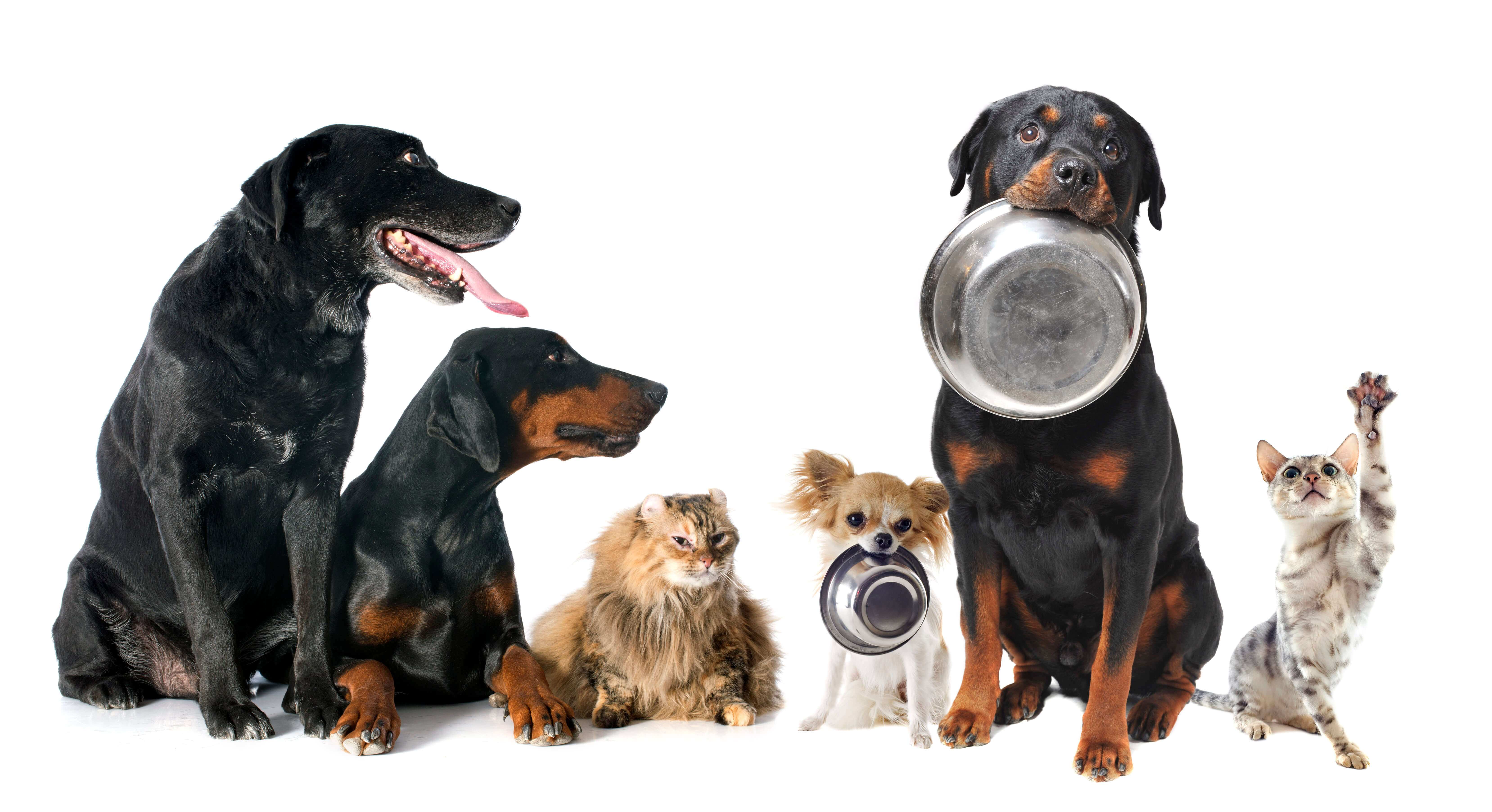 Hunde und Katzen warten auf ihr Futter.